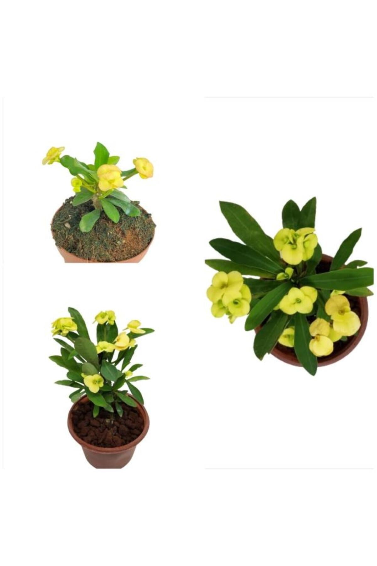 Euphorbia Milii Sarı Japon Iğnesi Dikenler Tacı 10-20 cm