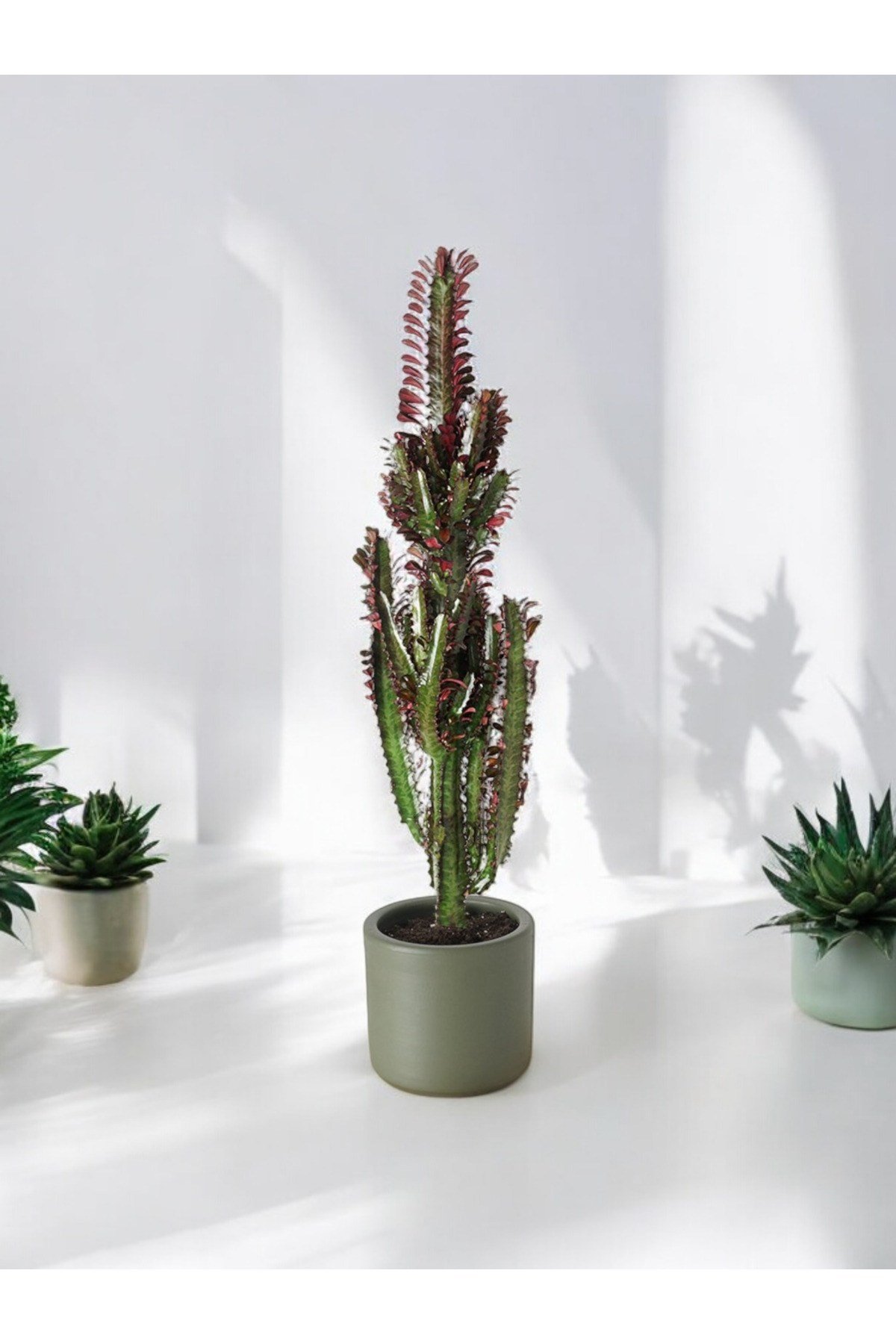 Euphorbia Rubra (Kırmızı Afrika Süt Ağacı Kaktüs) 60cm  No 2