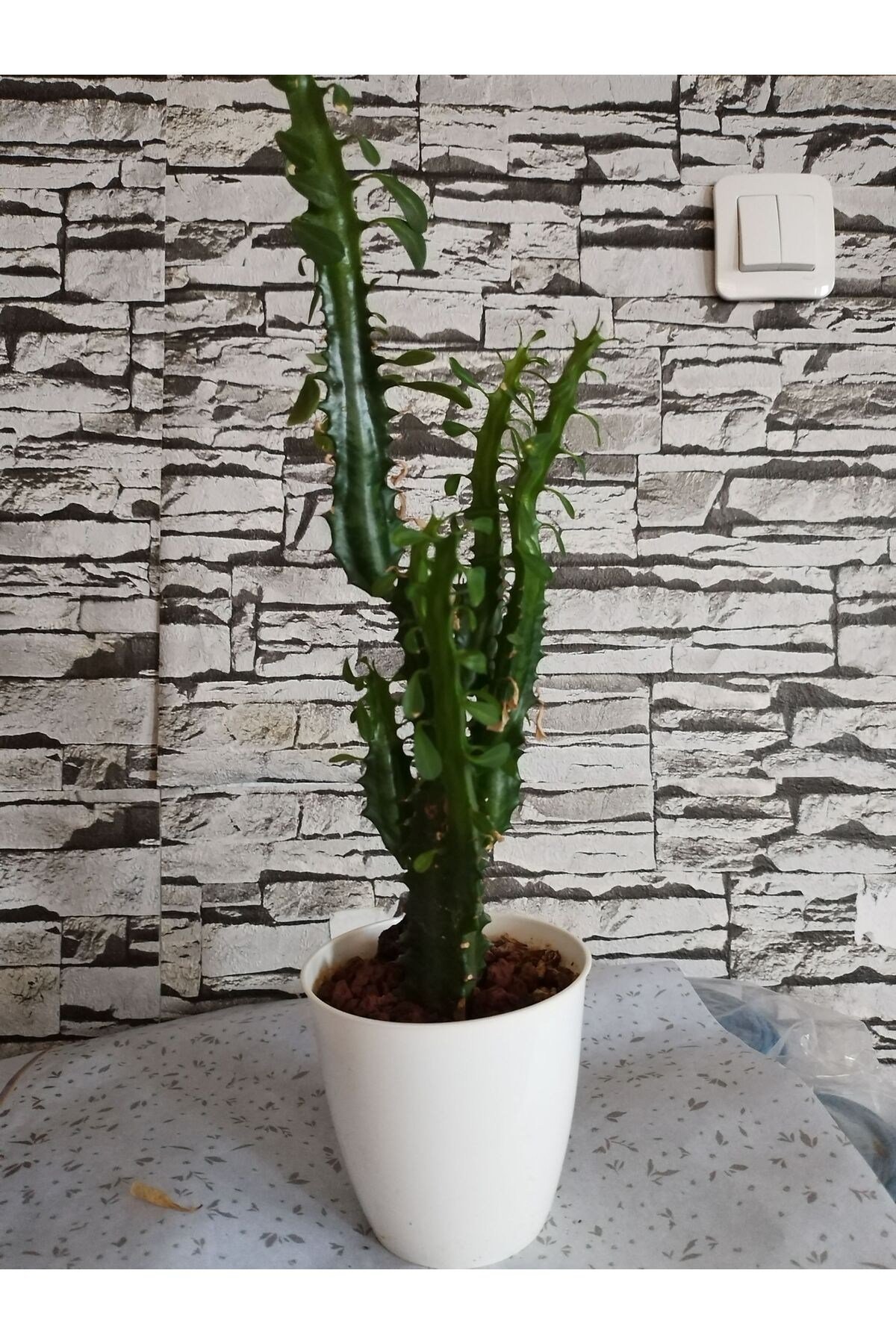 Euphorbia Süt ağacı 50 cm