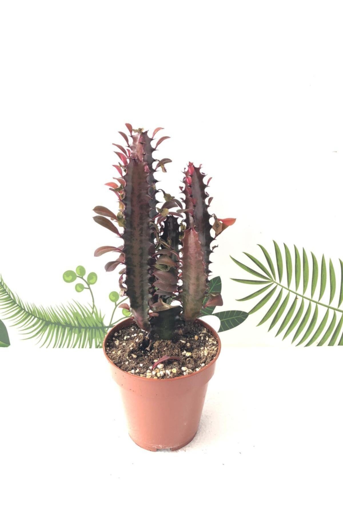 Euphorbia Trigona Doğal Bordo Süt Ağacı Kaktüs