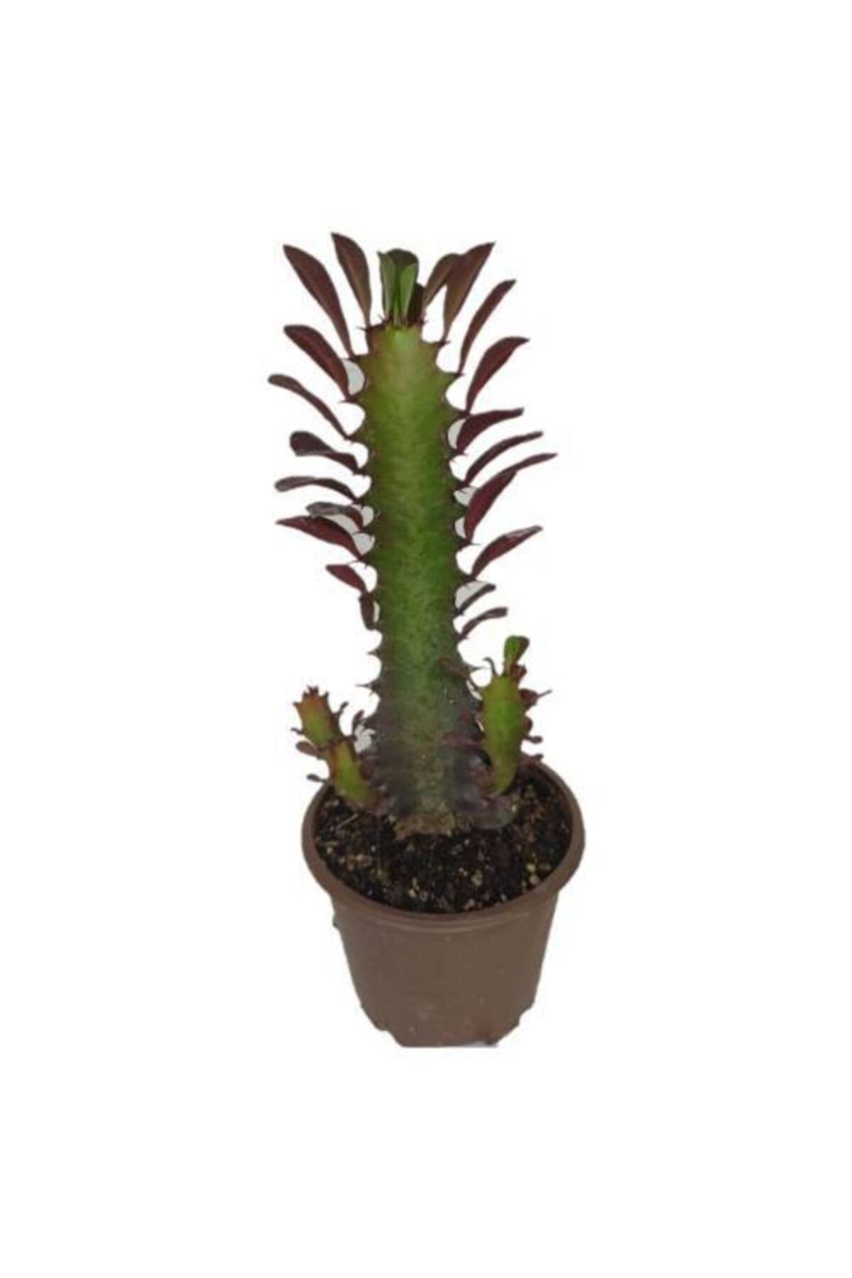 Euphorbia Trigona Rubra Kaktüs Kırmızı Süt Ağacı 1 Lt Sak Sı Içinde