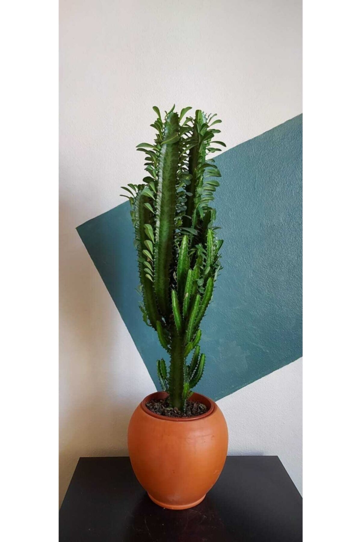 Euphorbia Trigona Xl - Süt Ağacı 80 Cm