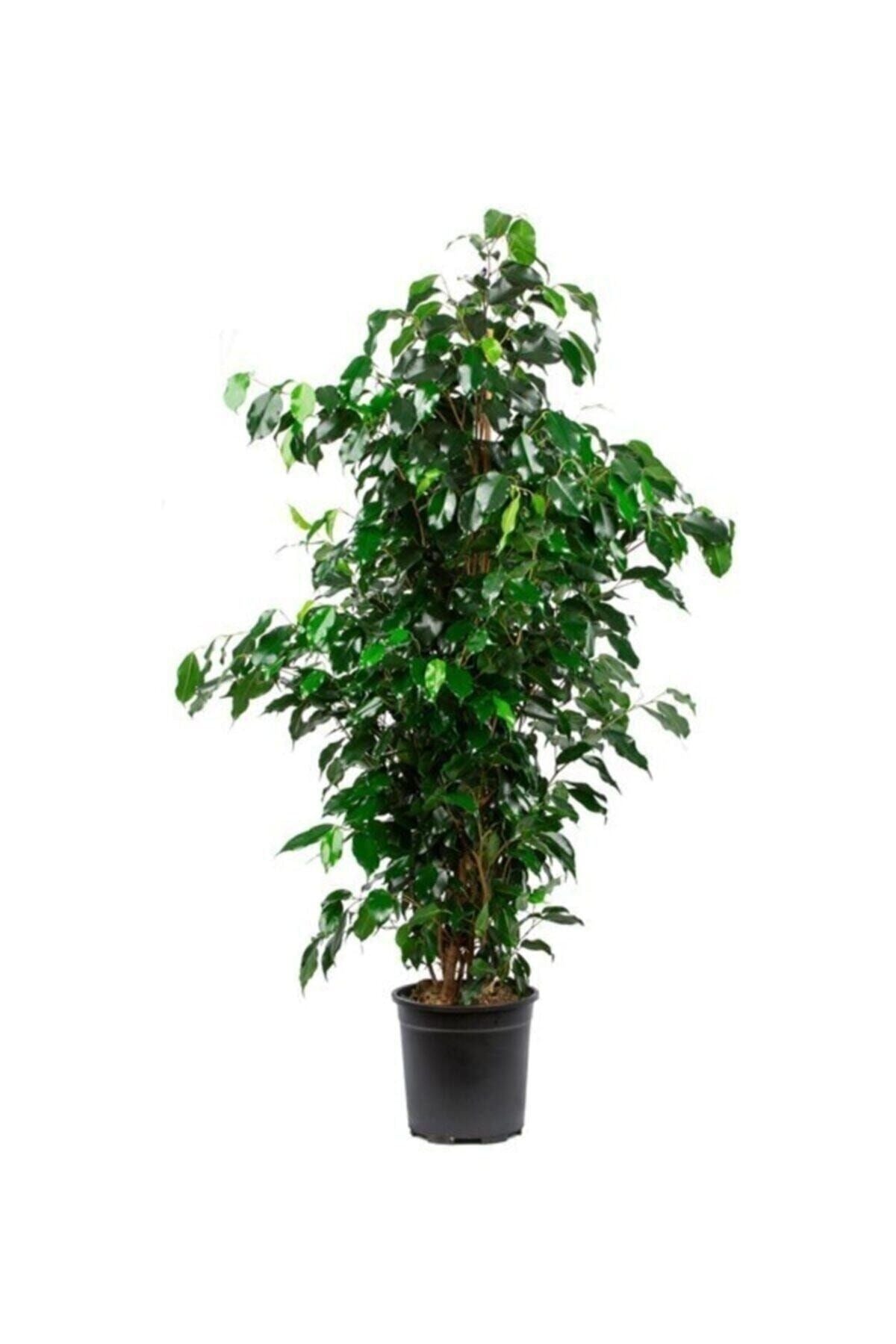 Ficus Benjamin Salon Bitkisi 60-100cm