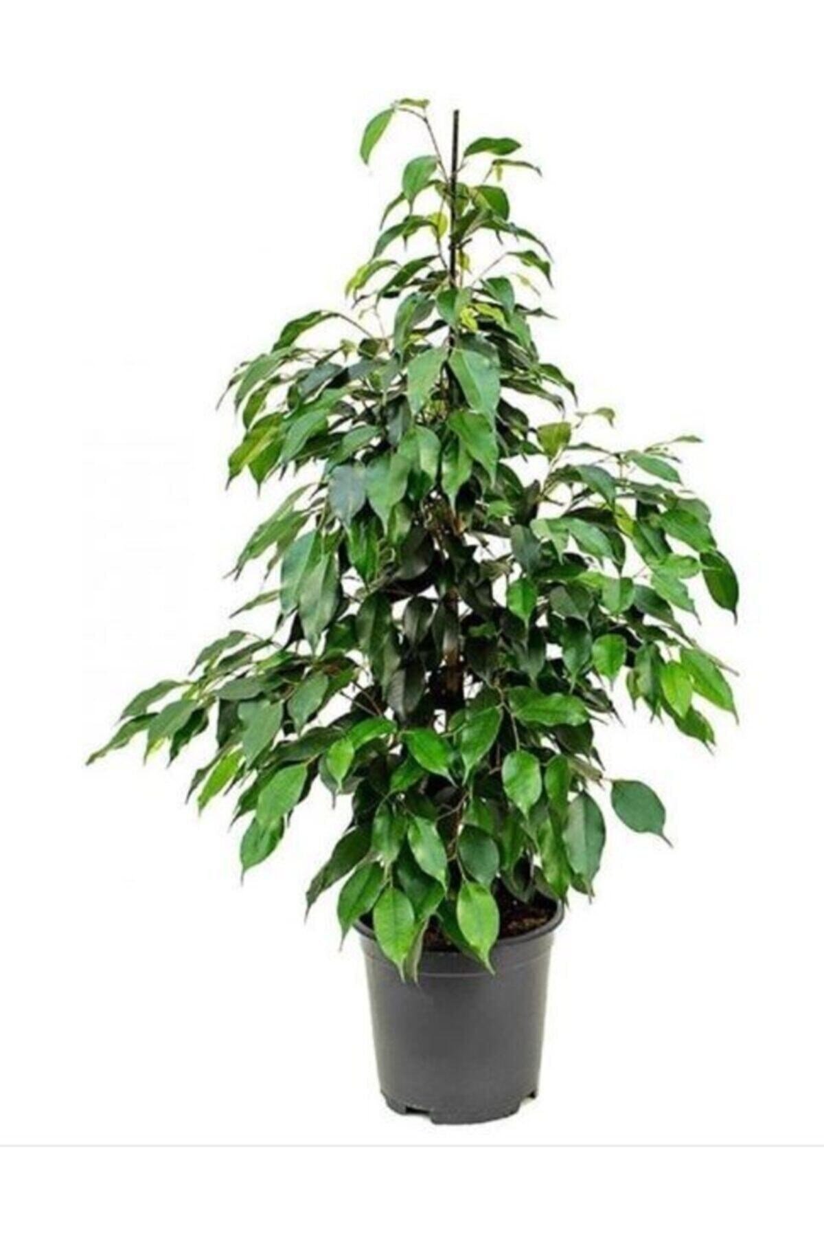 Ficus Benjamina Danielle-benjamin Bitkisi 90 Cm