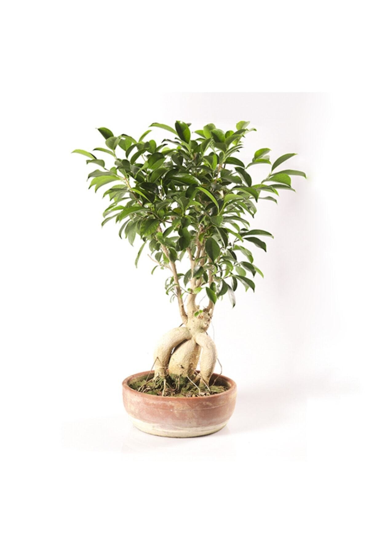 Ficus Bonsai Gingseng - Bonzaı Ağacı S26