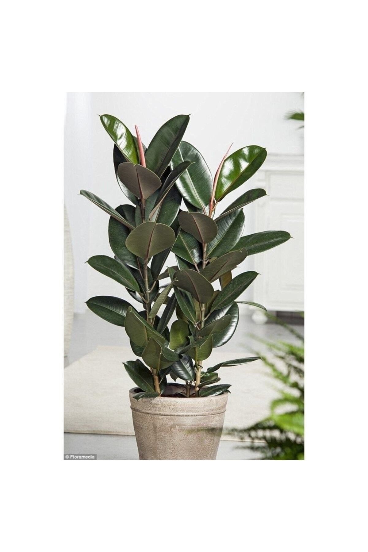 Ficus Elestica Kauçuk Çift Dal