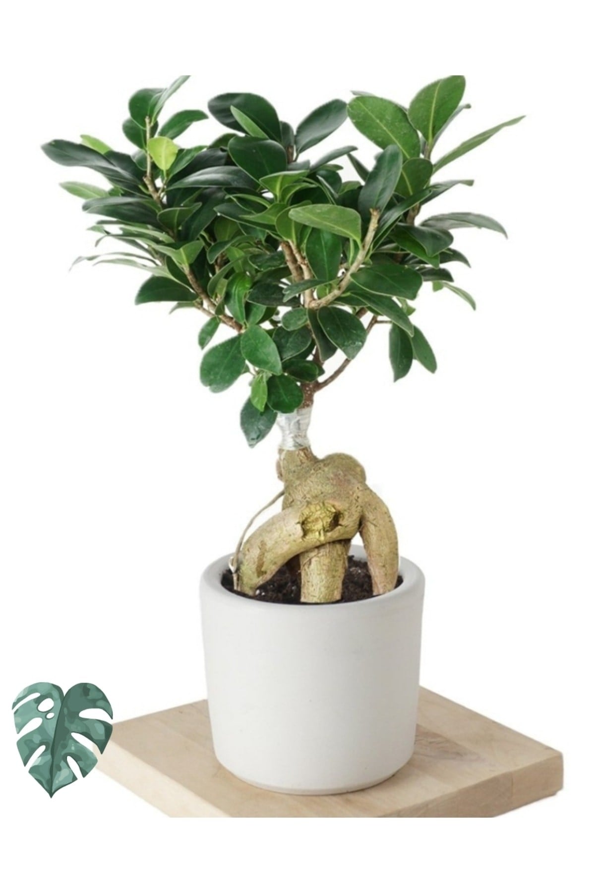 Ficus Ginseng (bonsai Ağacı)