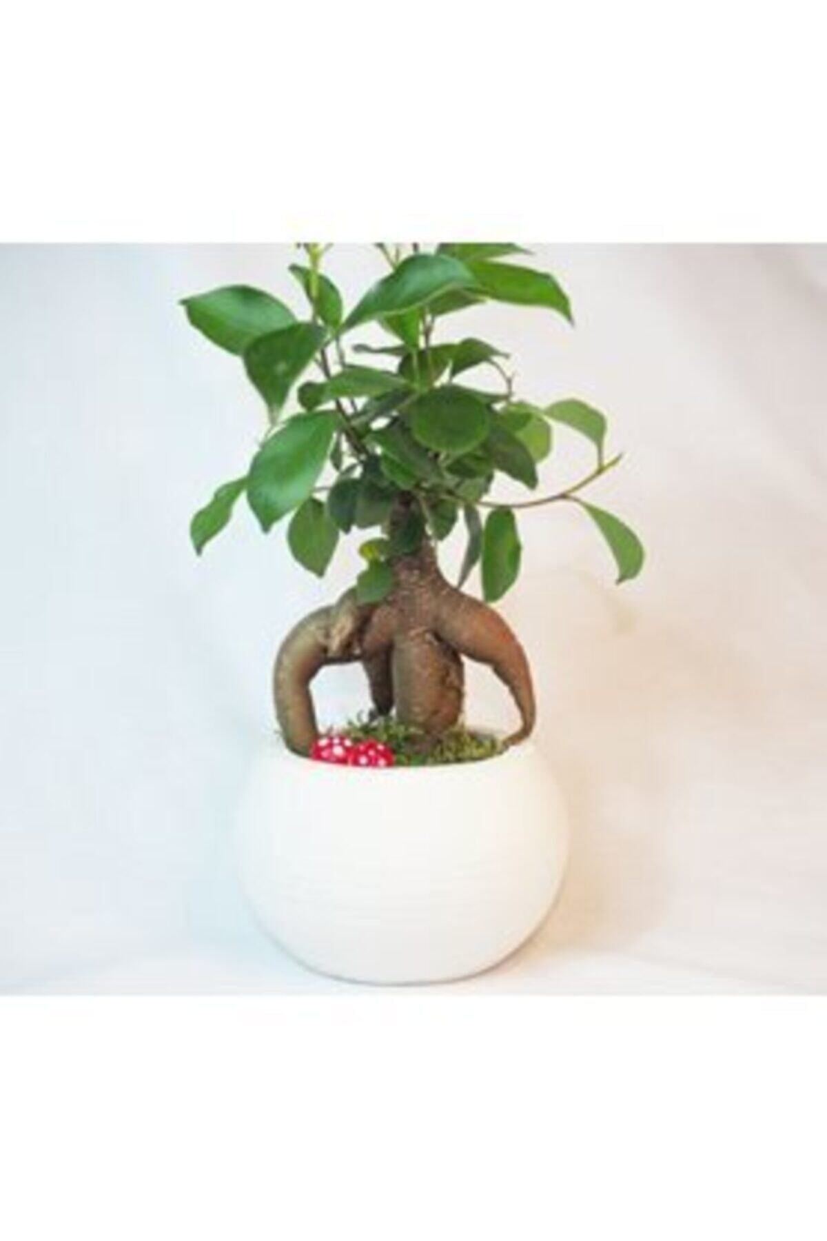 Ficus Ginseng Bonsai & Beyaz Venüs Beton Saksıda Hediyelik Canlı Çiçek