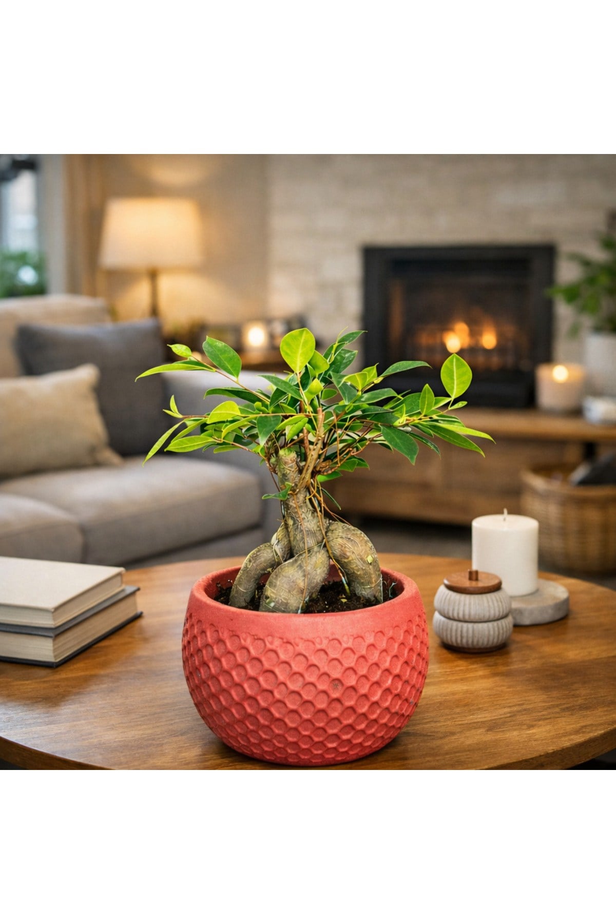 Ficus Ginseng Bonsai Canlı Bitki – Kırmızı Dekoratif Saksılı Mini Ağaç Ofis ve Salon İçin