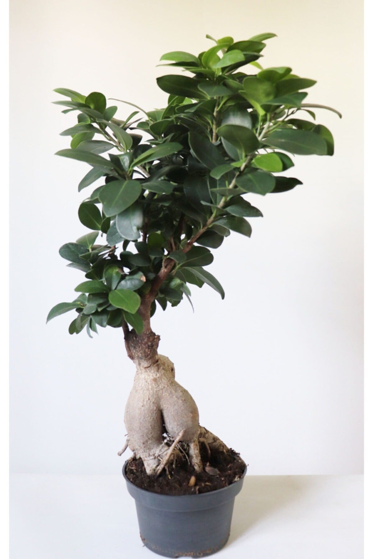 Ficus Ginseng Bonsai Ev Ofis Salon Bitkisi