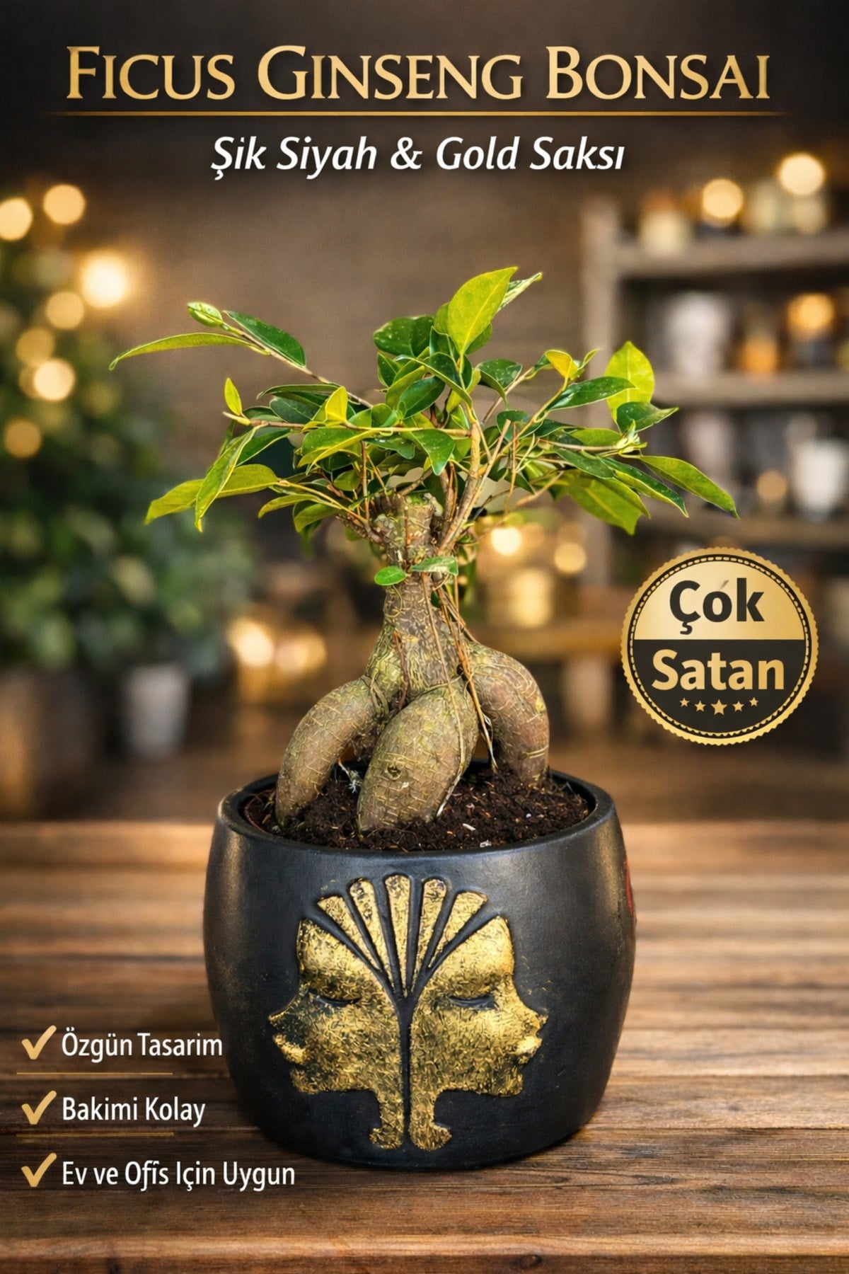 Ficus Ginseng Bonsai Gold Figürlü Siyah Saksı Dekoratif Mini Bonsai Ev Ofis Bitkisi