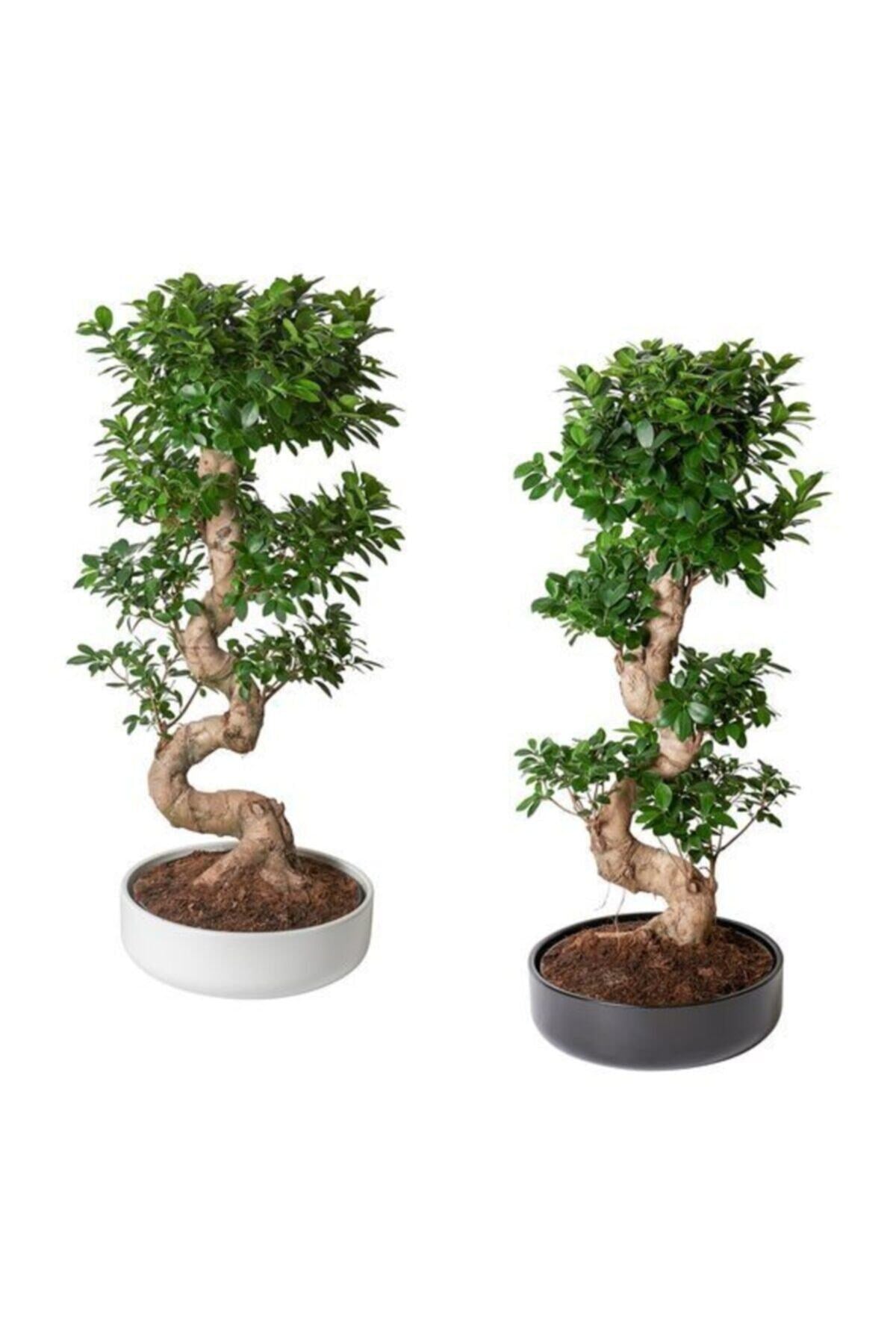 Ficus Ithal S Bonsai