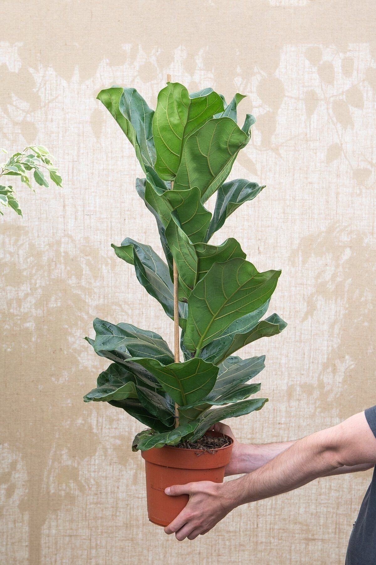Ficus Lyrata 100-110 Cm Keman Yapraklı Kauçuk