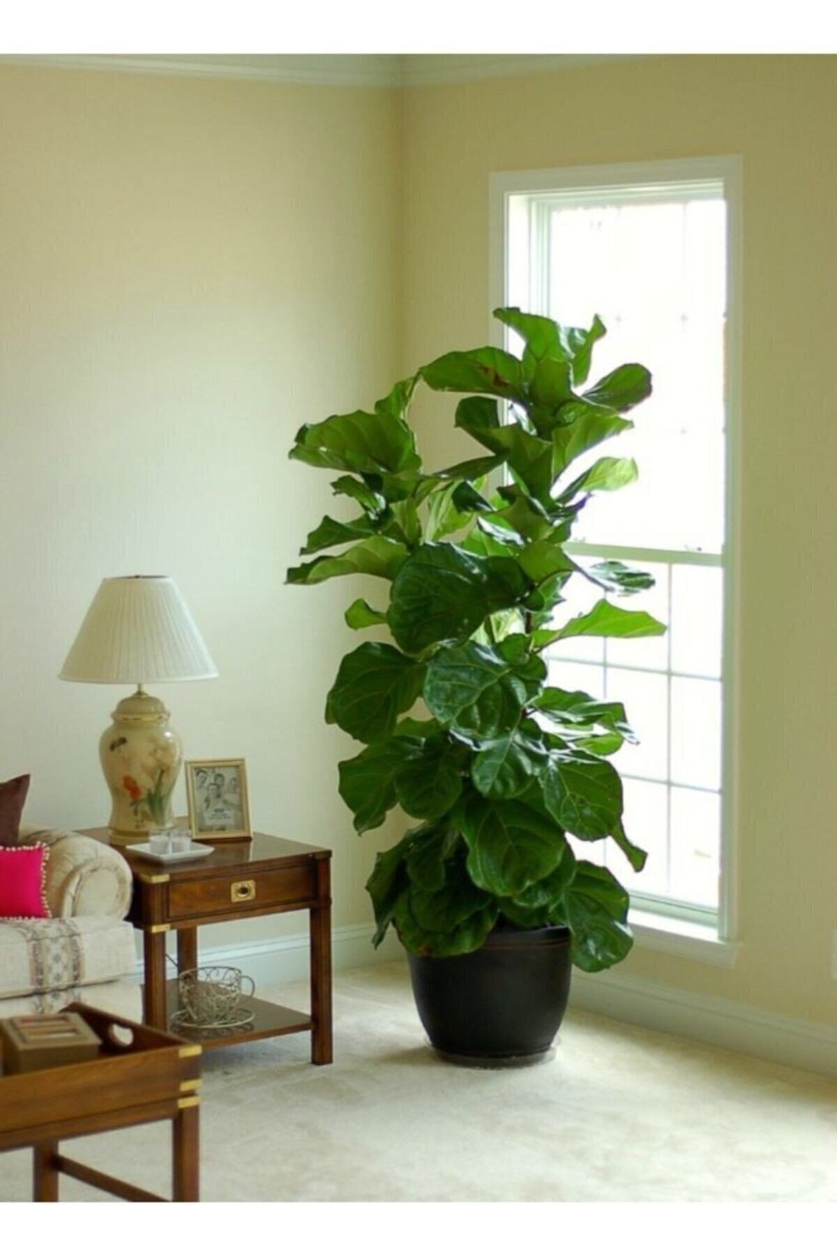 Ficus Lyrata 3 Dallı +100-120(keman Yapraklı Kauçuk)üretim Saksılı 1.kalite