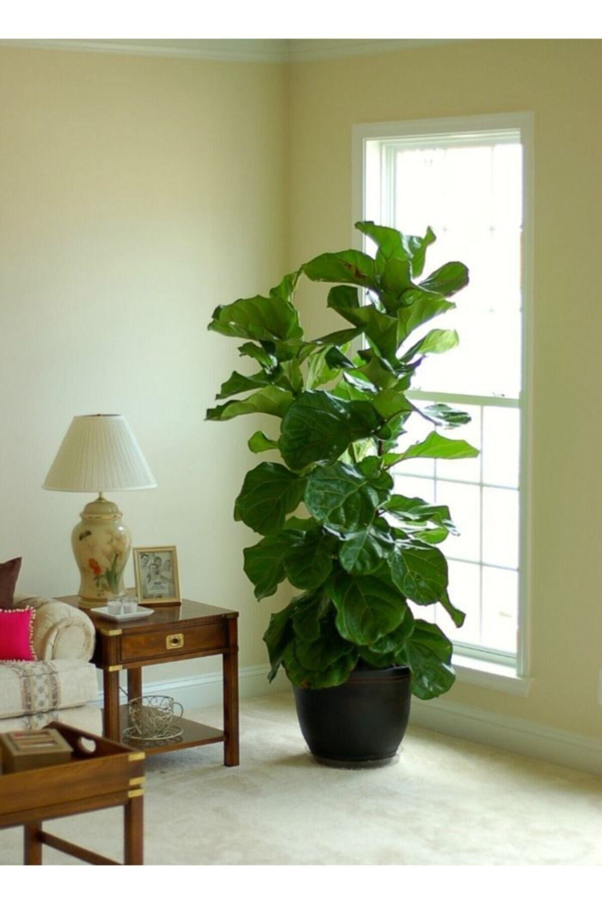 Ficus Lyrata 3 Dallı +120(keman Yapraklı Kauçuk)üretim Saksılı 1.kalite