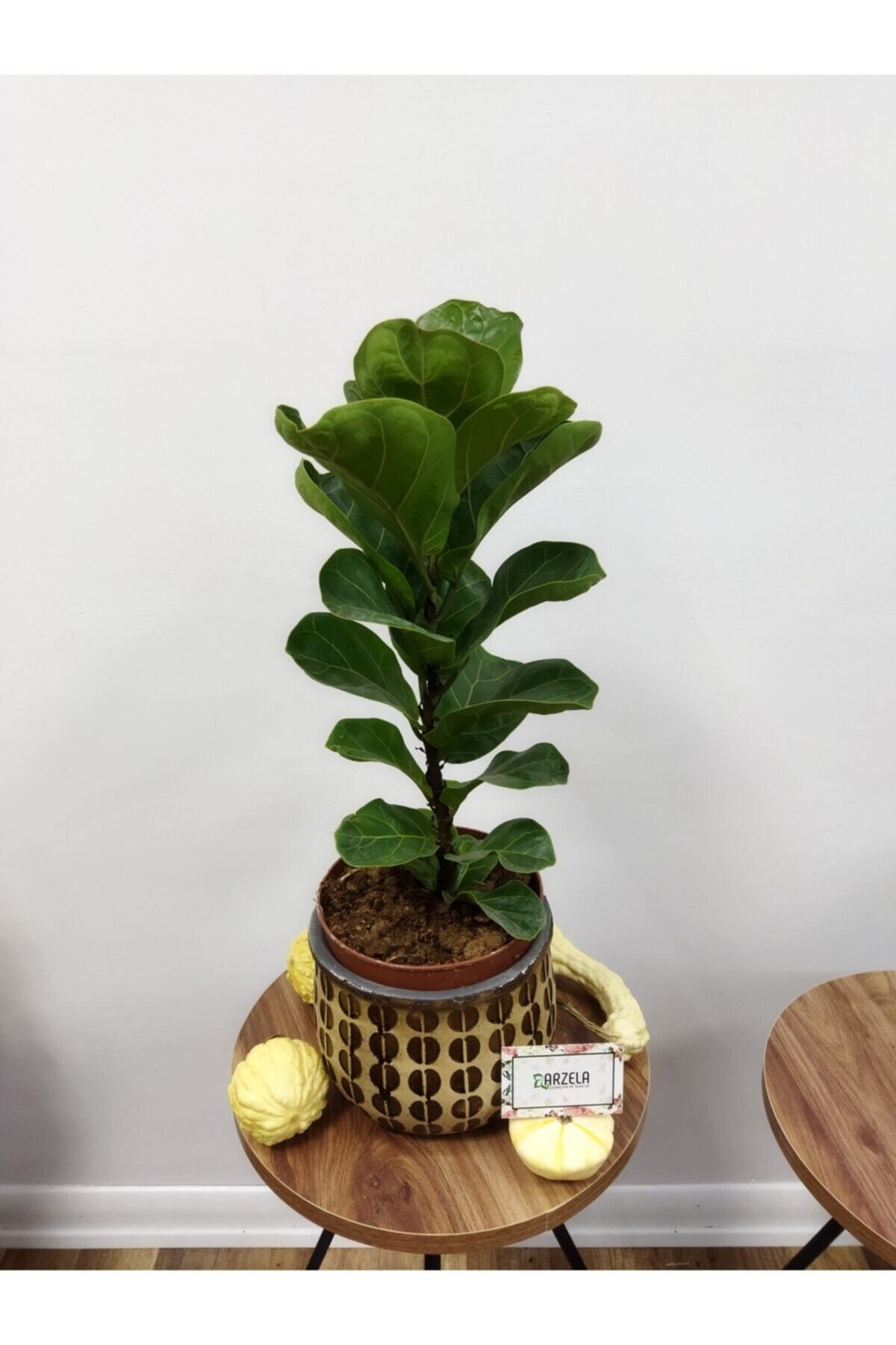 Ficus Lyrata Bambino