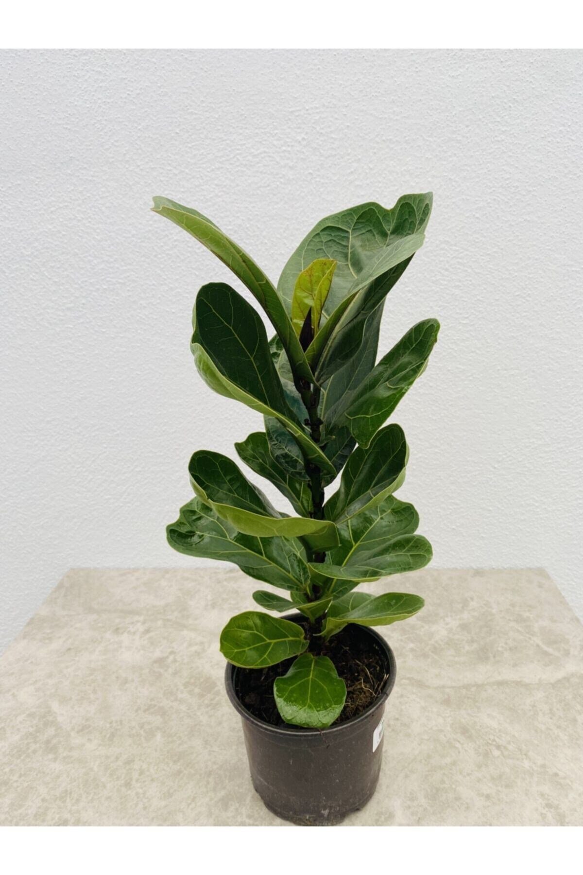 Ficus Lyrata Bambino Kauçuğu