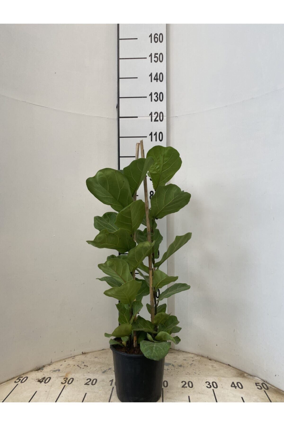 Ficus Lyrata Bambino, Keman Kauçuğu 2x1 100-110 Cm
