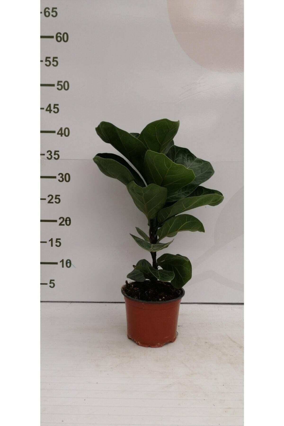 Ficus Lyrata Bambino P12cm