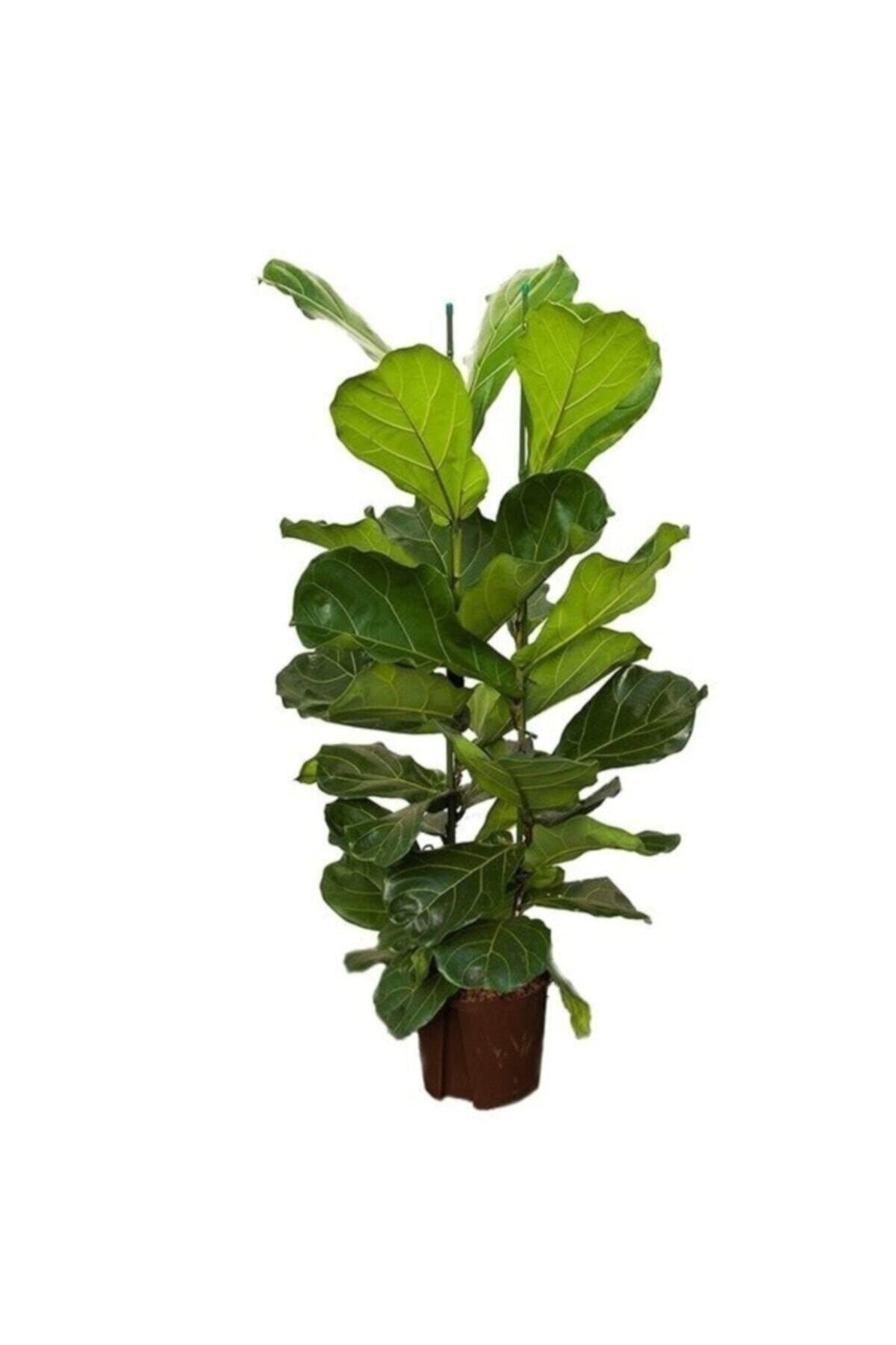 Ficus Lyrata (KEMAN YAPRAKLI KAUÇUK)-2 Köklü Kauçuk Bitkisi
