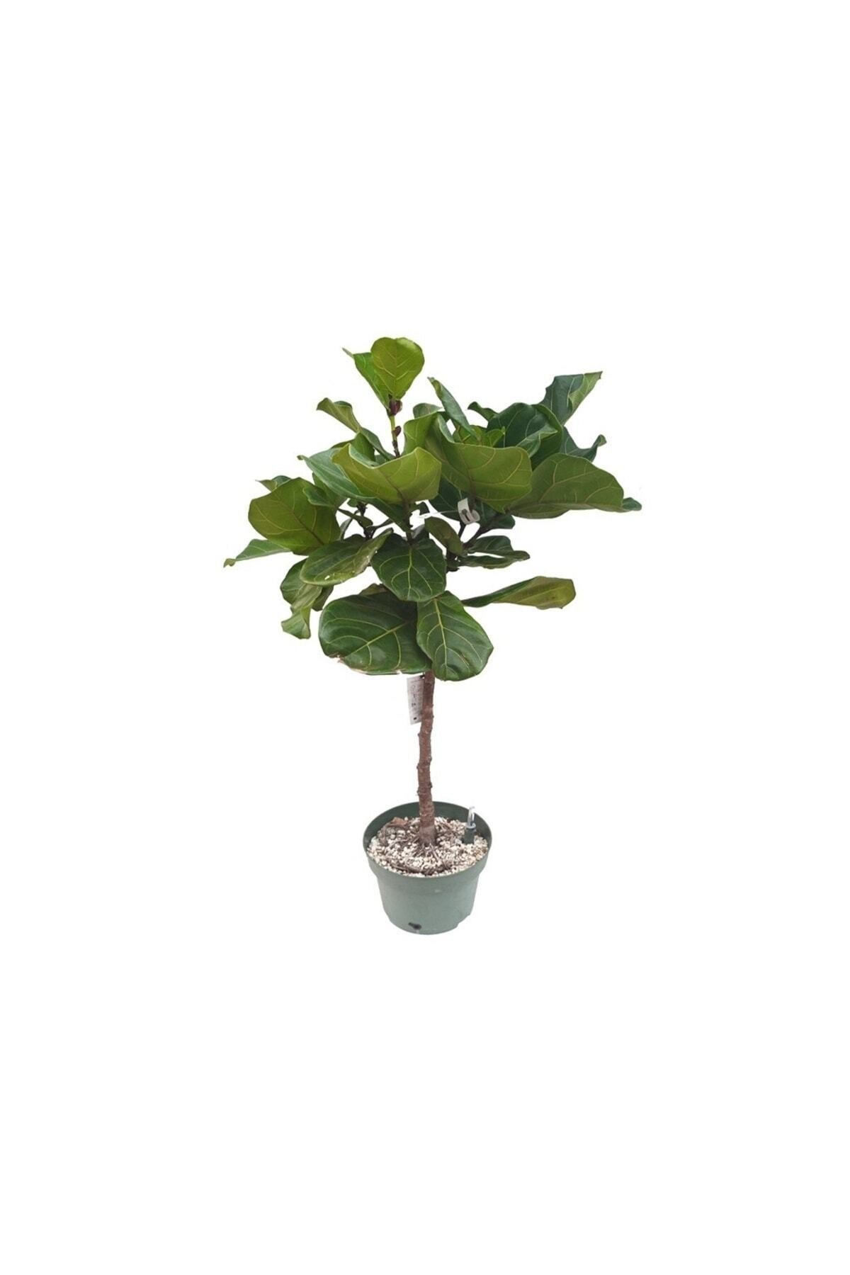 Ficus Lyrata Tijli (26 cm Saksıda)