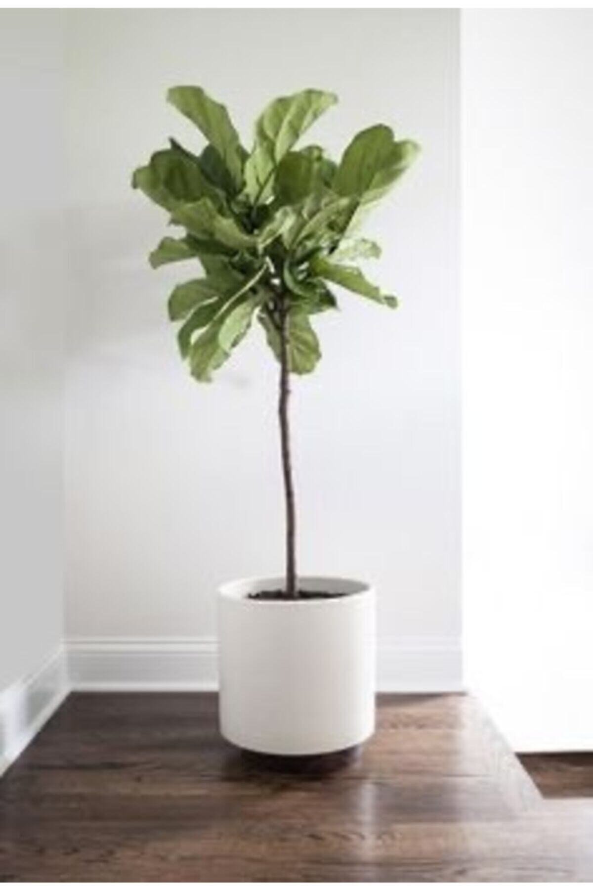 Ficus Lyrata Tijli / Keman Yapraklı Kauçuk (büyük Boy-ağaç Form-160 Cm) - Ev Ve Ofis Bitkisi