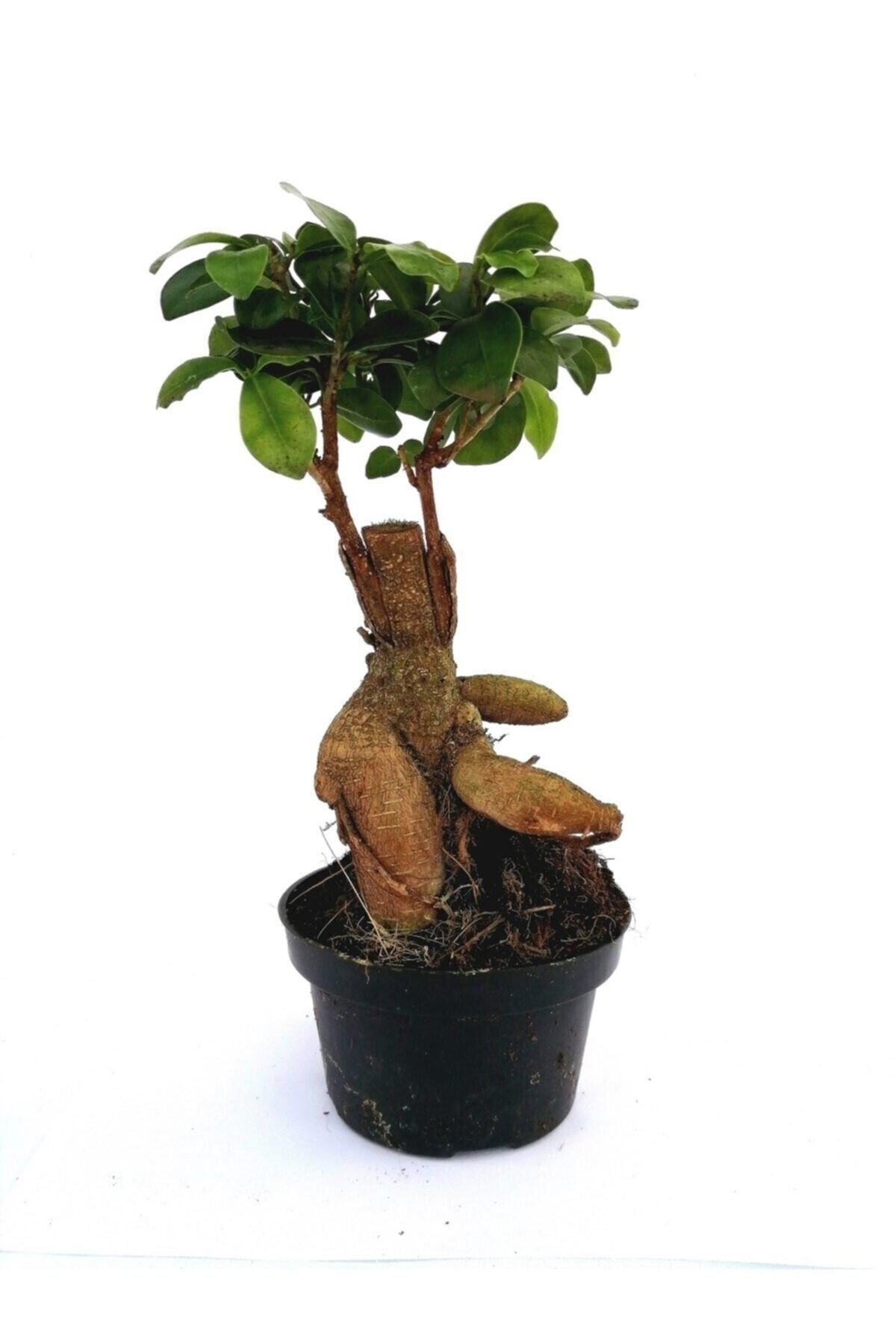Ficus Mi Ginseng Bonsai 20-25 Cm Ev Ofis Salon Bitkisi