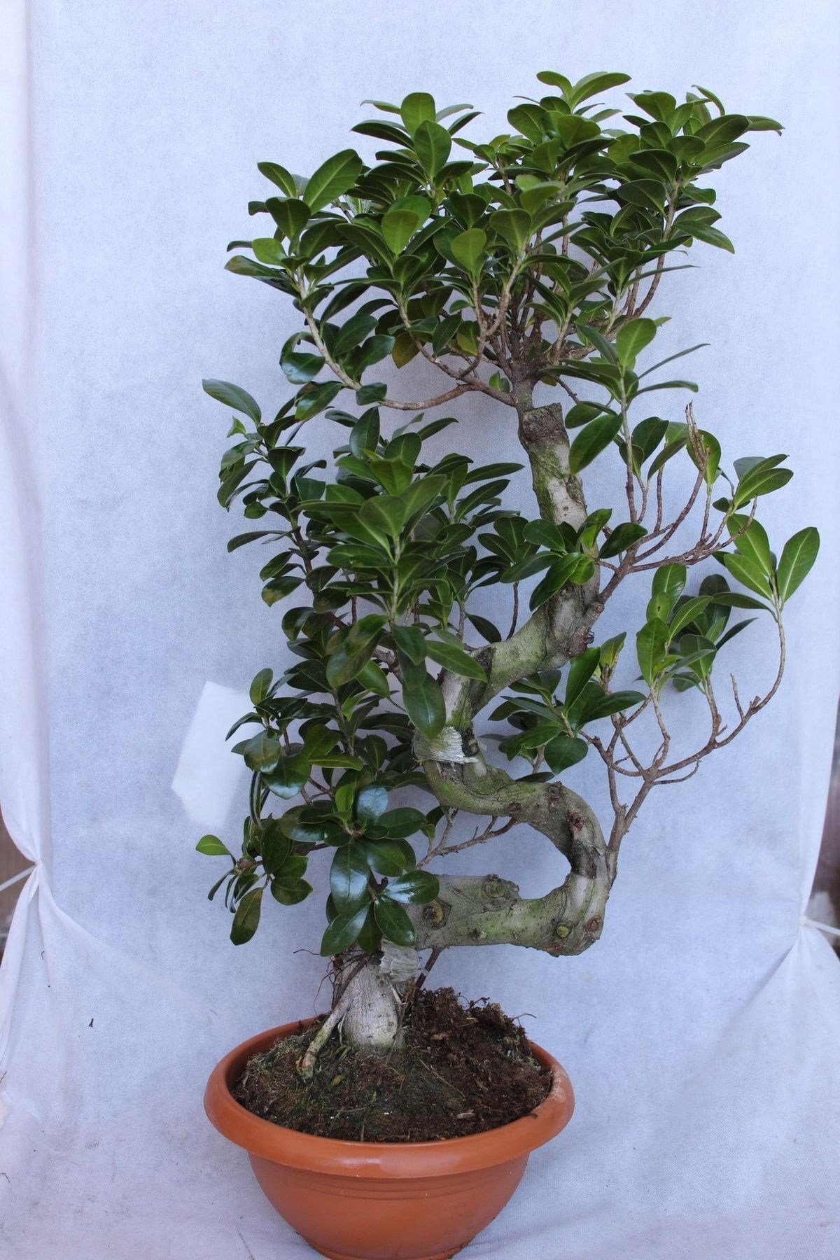 Ficus Microcarpa S Gövde 40-50 Cm (bonsai Ağacı)