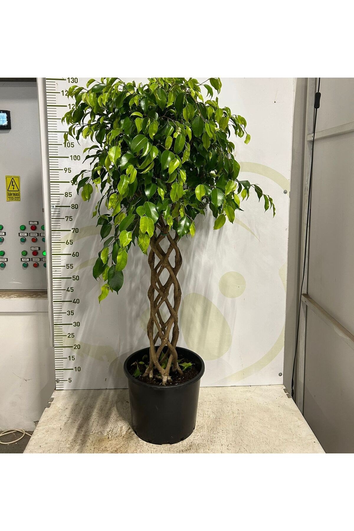 Ficus örgülü