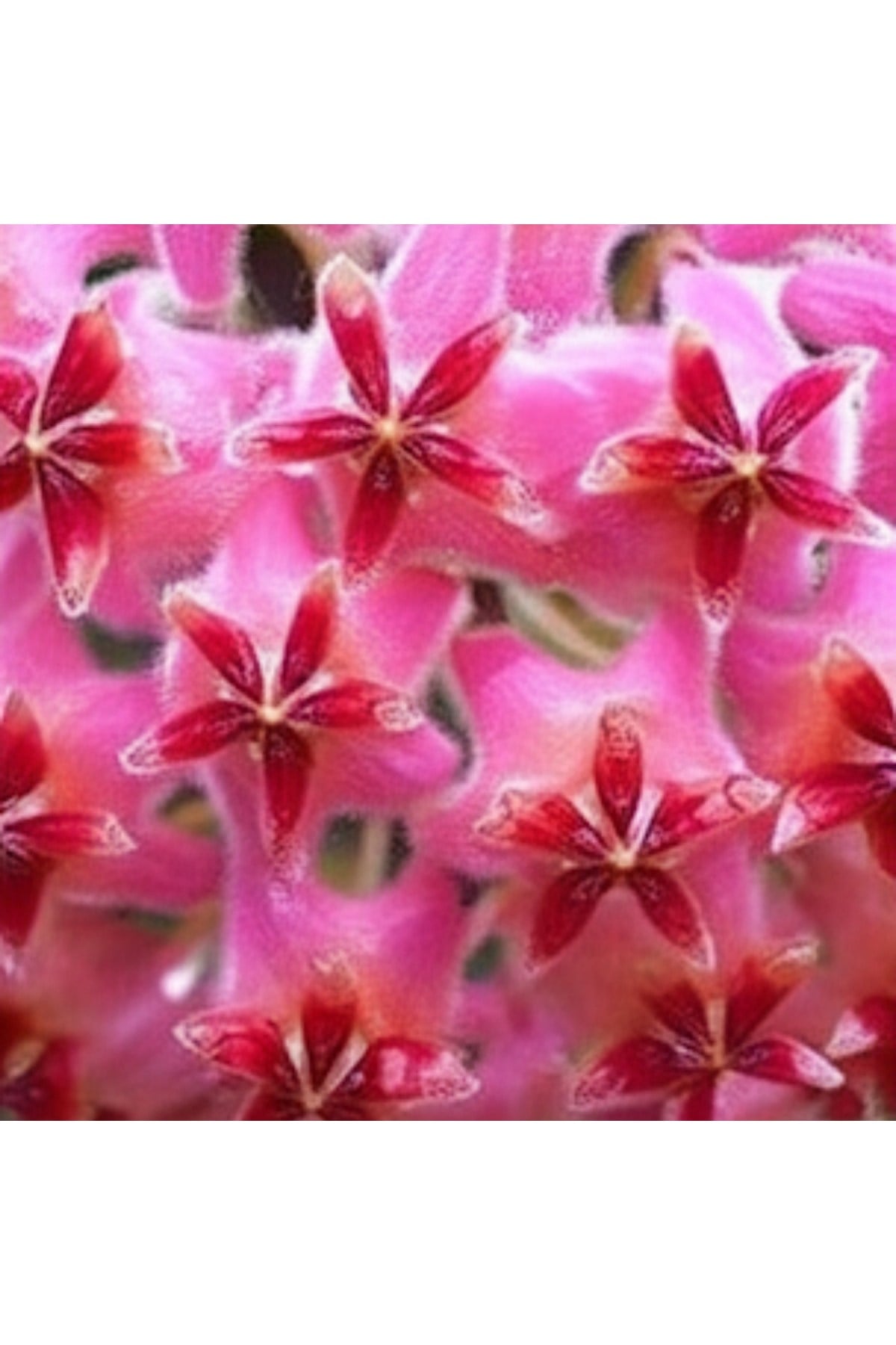 Fuşya Rüya Yıldız Mum Çiçeği (Hoya)