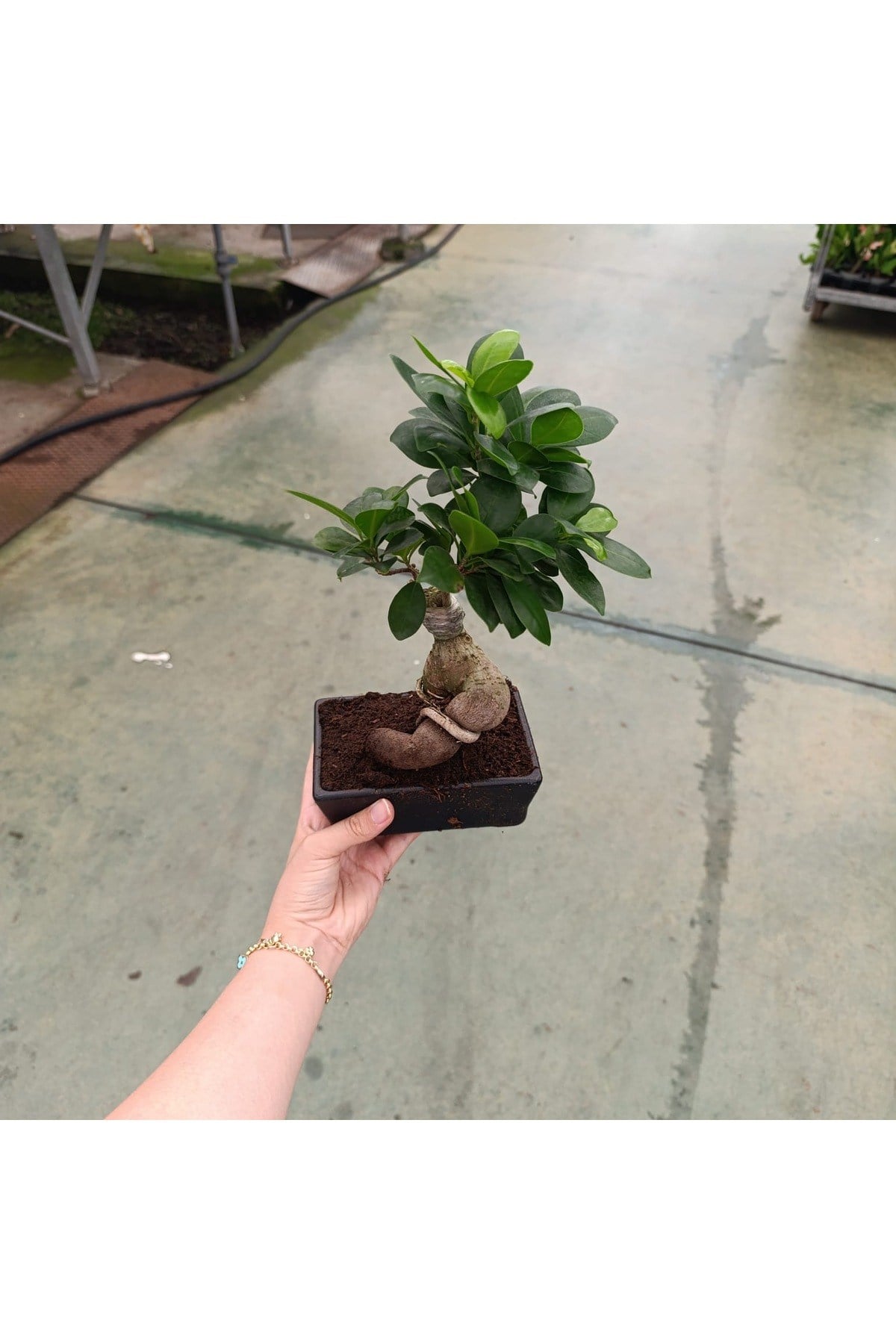 Gingseng bonzai