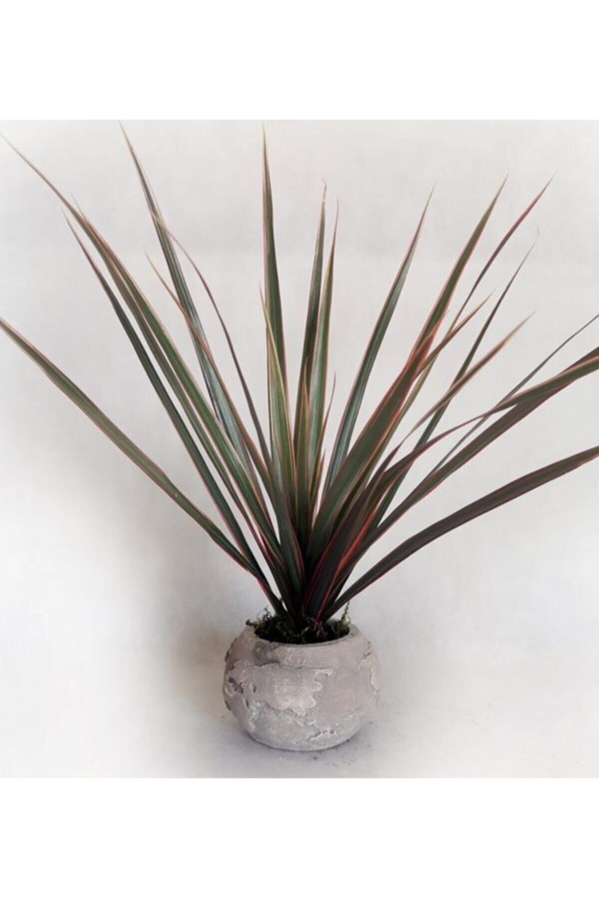 Globe Land Dracaena Marginata