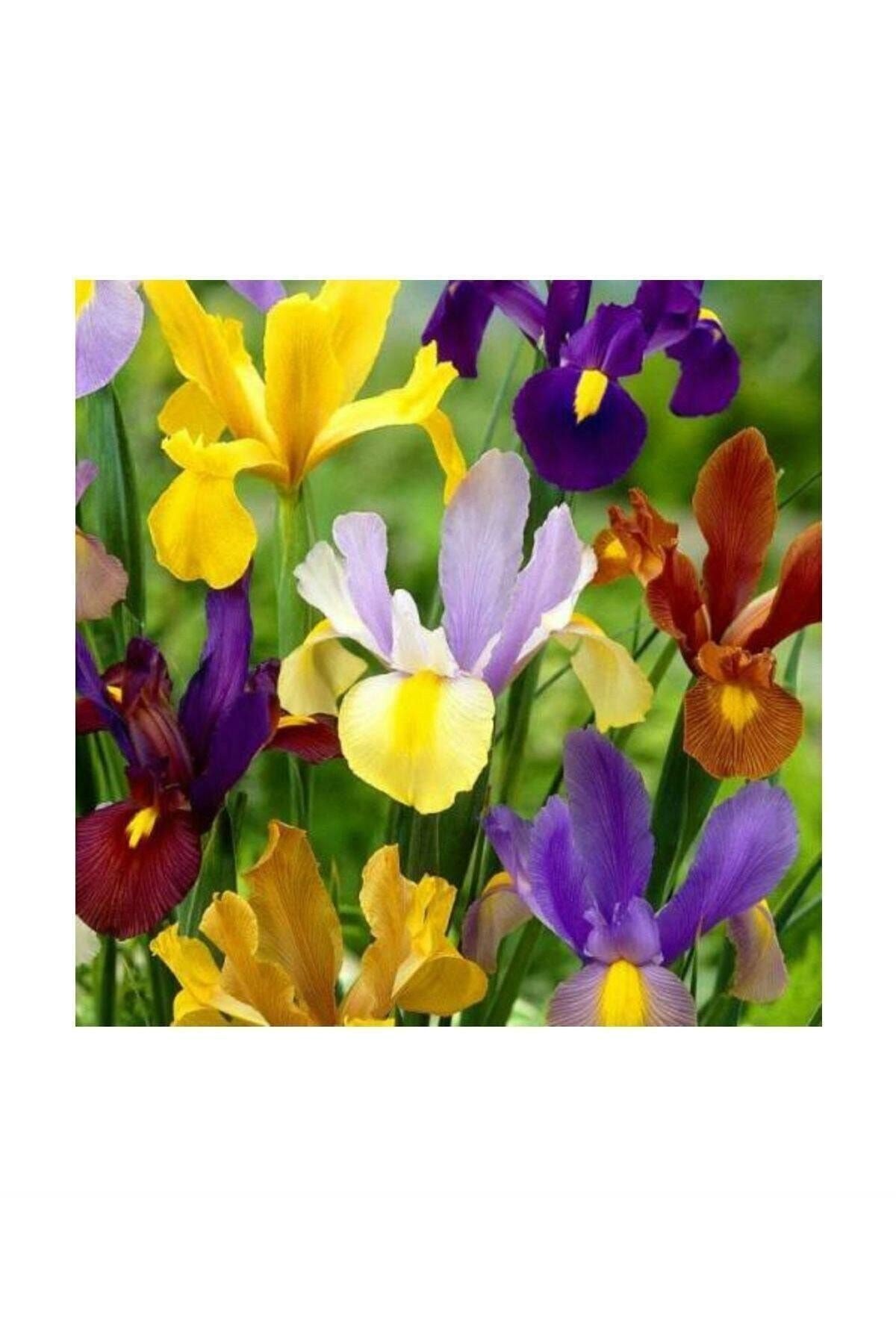 Golden Beauty Iris Süsen Karışık Renkli Soğanı 20 Adet