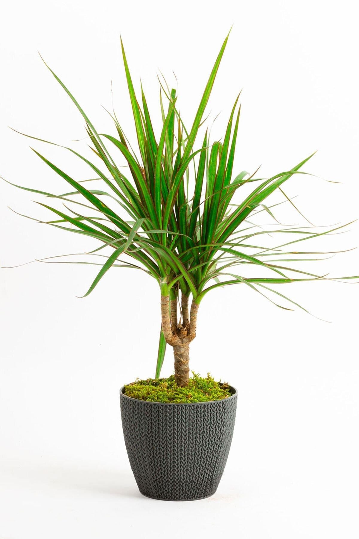 Gri No:2 Sümela Saksıda (30-40 Cm) Tekli Dracaena Marginata