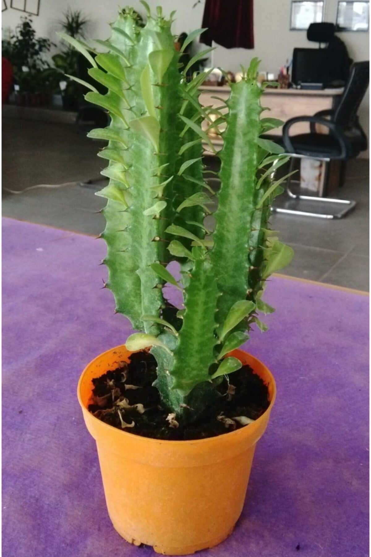 Guphorbia Trigona Süt Ağacı