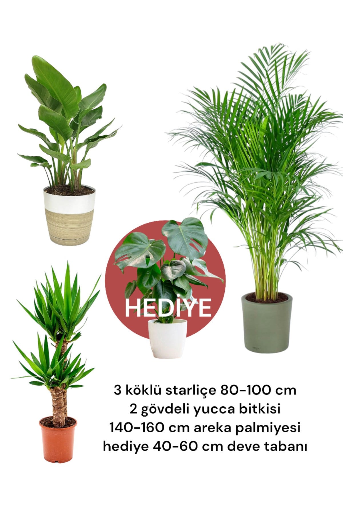 Hediyeli Bitki Seti 1 - 3 Gövdeli Starliçe - Yucca 2'li - Areka Palmiyesi - Deve Tabanı HEDİYELİ
