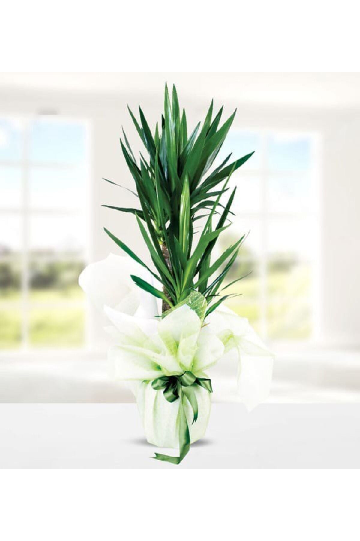 Hediyelik Yucca - Yuka 2 Gövdeli 110-130 Cm