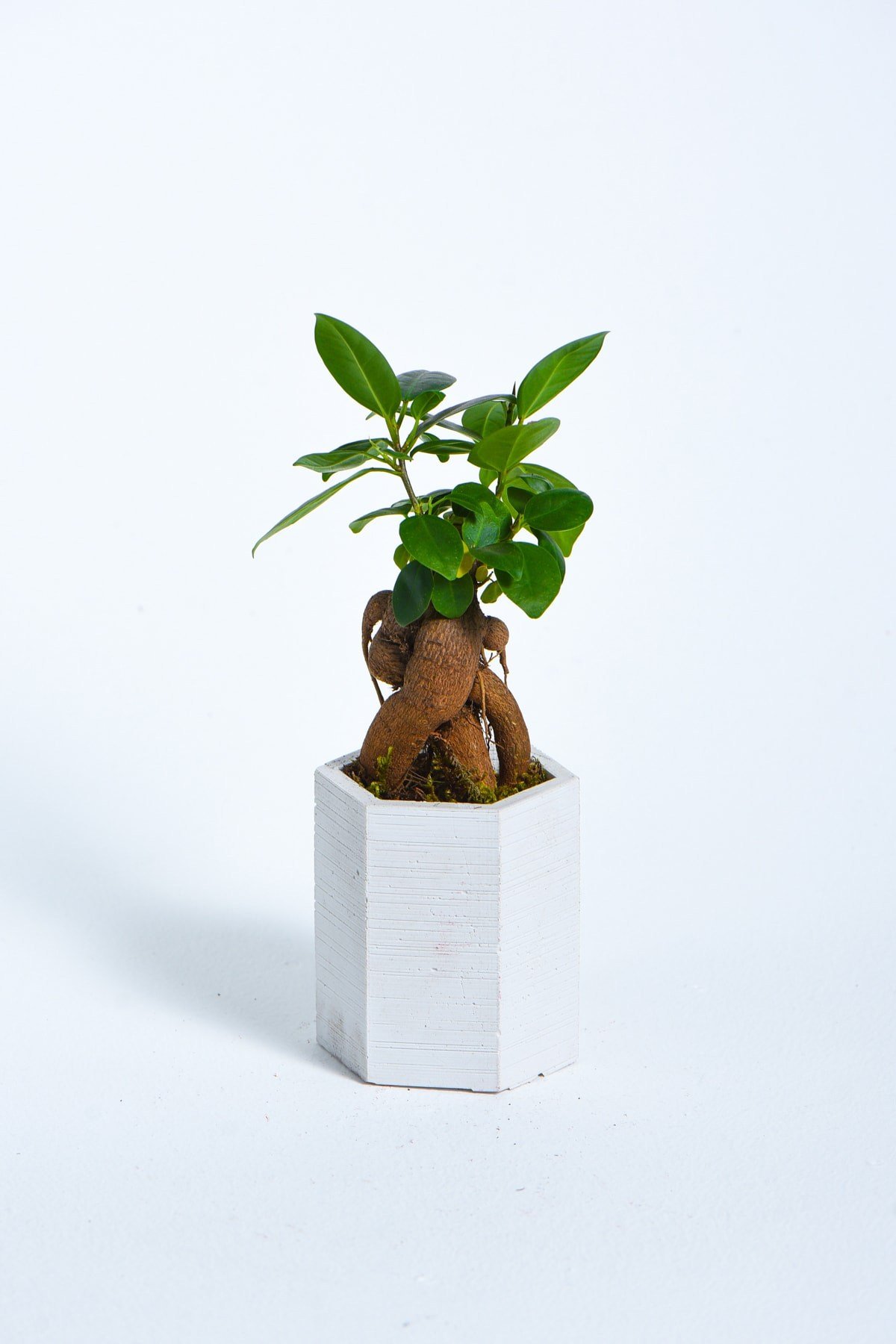 Hexagon Serisi White Ficus Bonsai