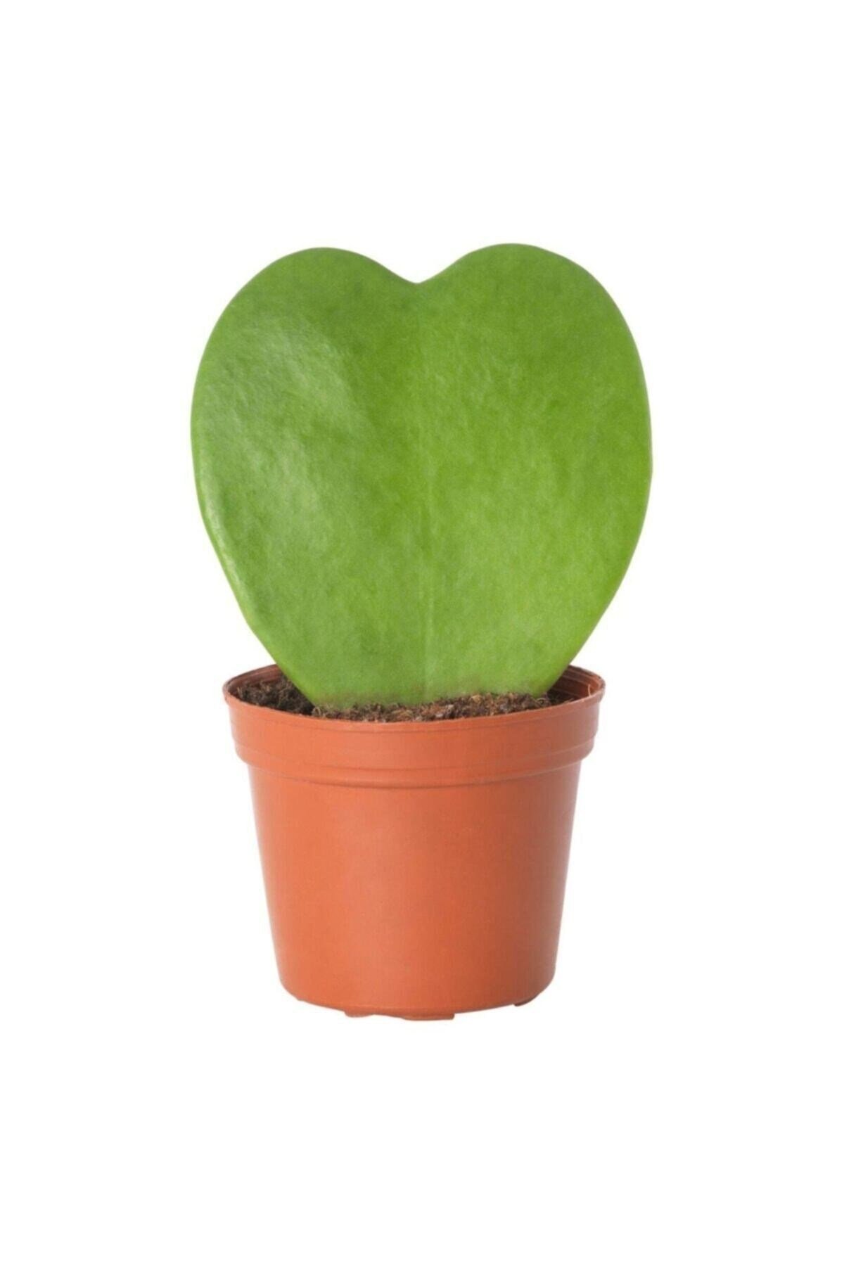Hoya Kerii Kalp Bitkisi Sukulent Mum Çiçeği