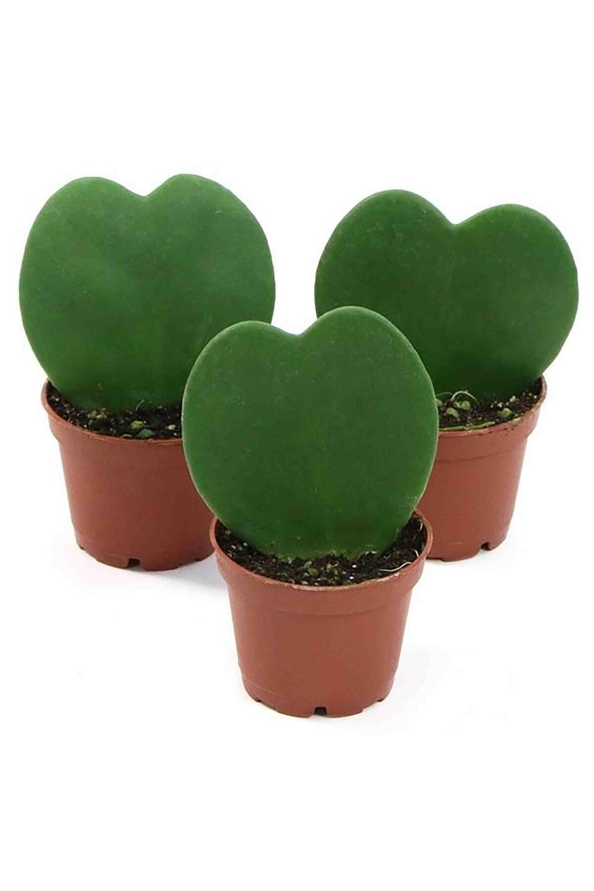 Hoya Kerrii Kalp Sukulent