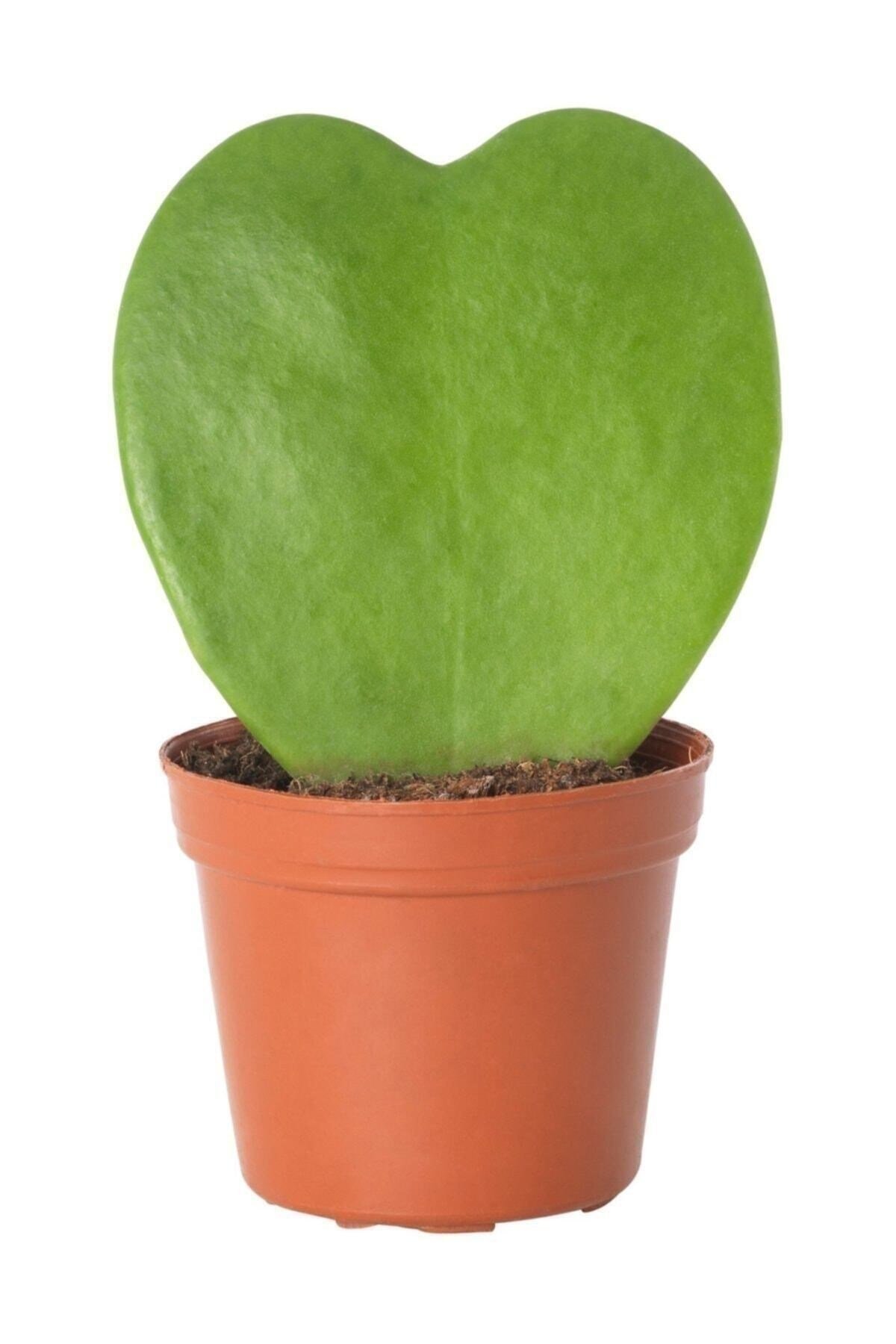 Hoya Kerrii Şans Kalbi Nadir Sukulent 5,5 Cm Dekoratif Salon Bitkisi