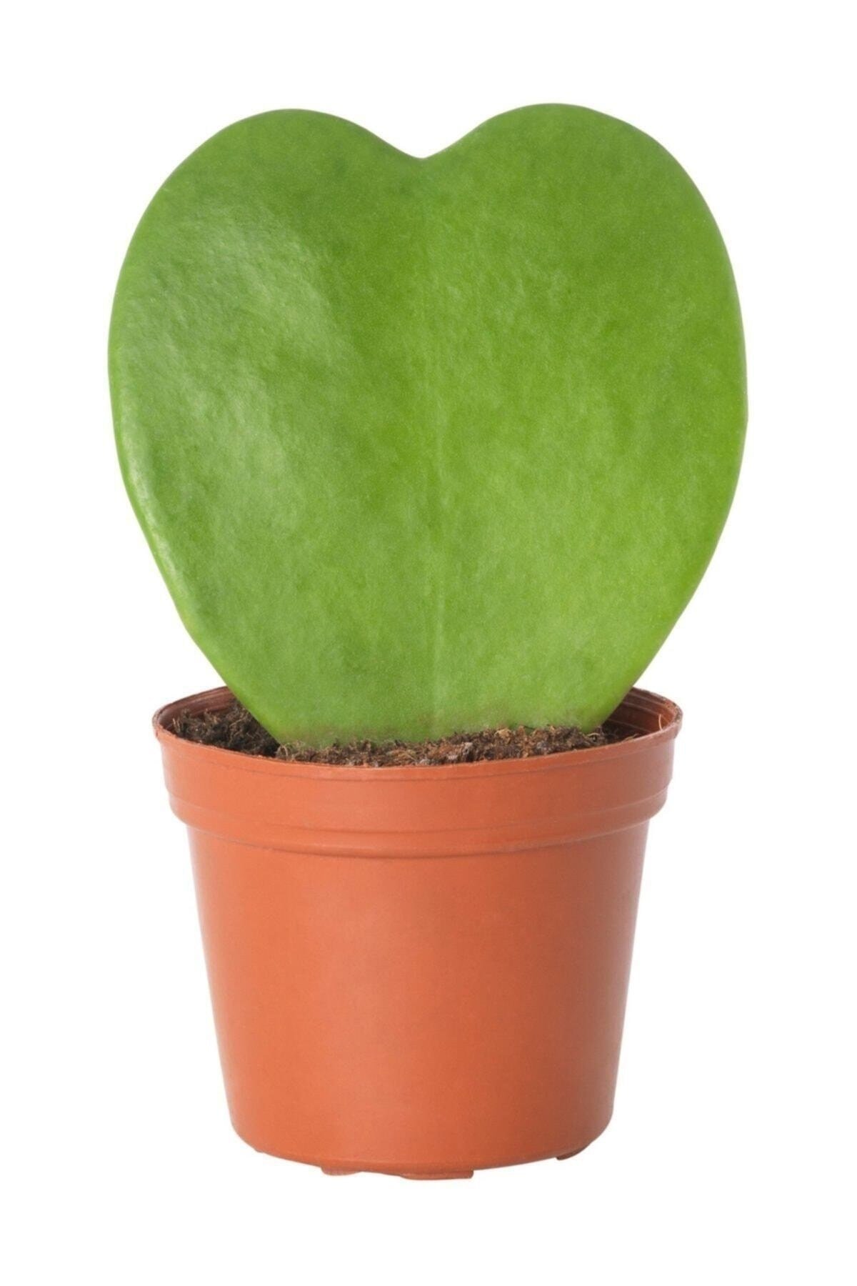 Hoya Kerrii Şans Kalbi Saksı Çapı 5,5 Cm Ev Bitkisi