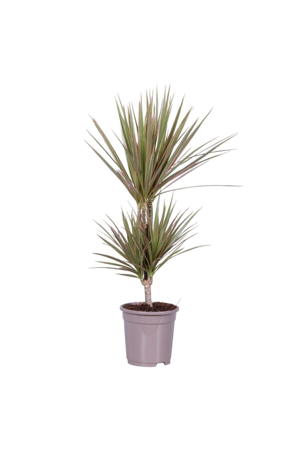Iç Mekan Süs Bitkileri Dracaena Marginata Tricolor - 2 Gövdeli