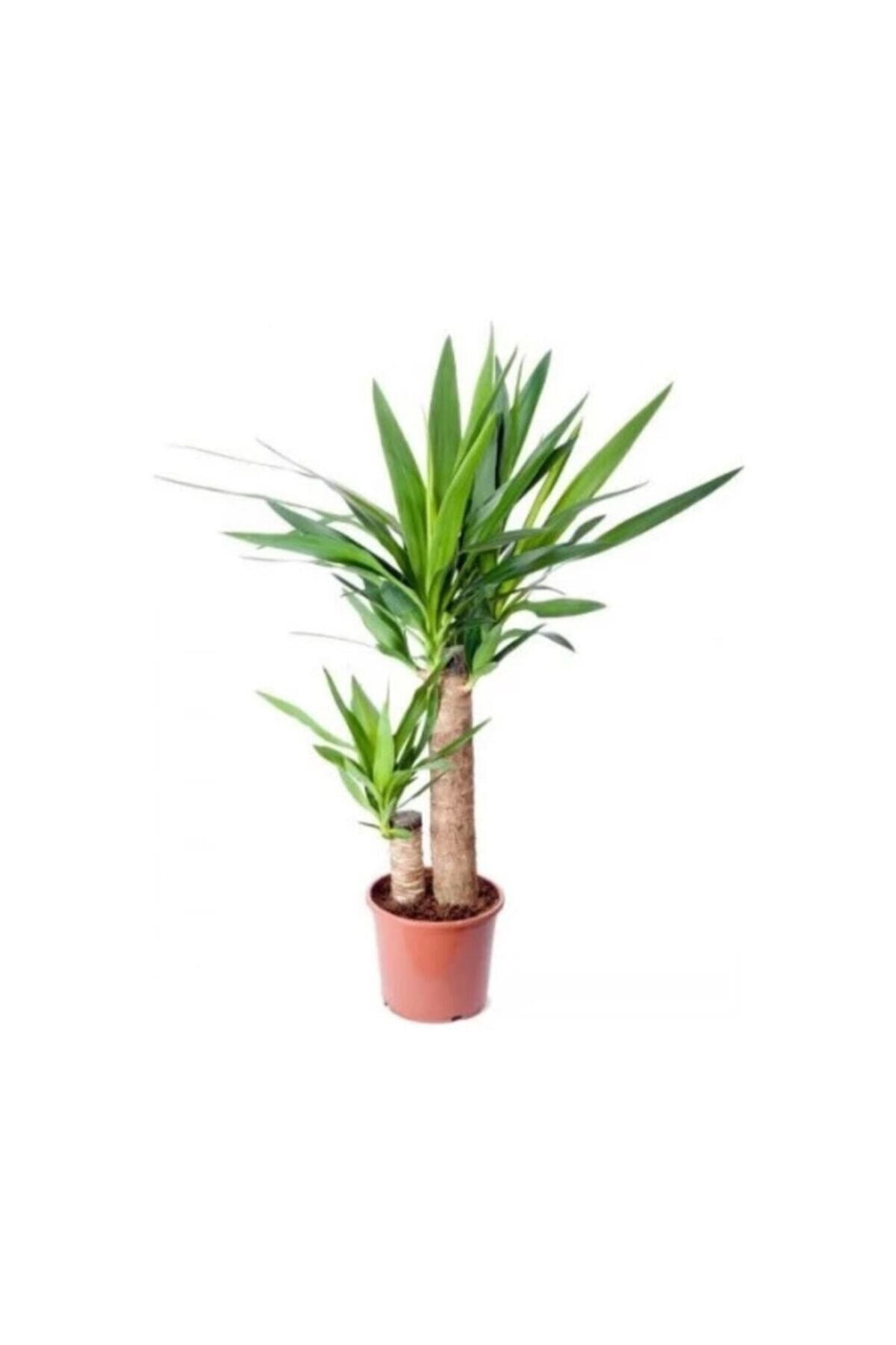 Iki Gövdeli Yuka Yucca Çiçeği 100x120 cm
