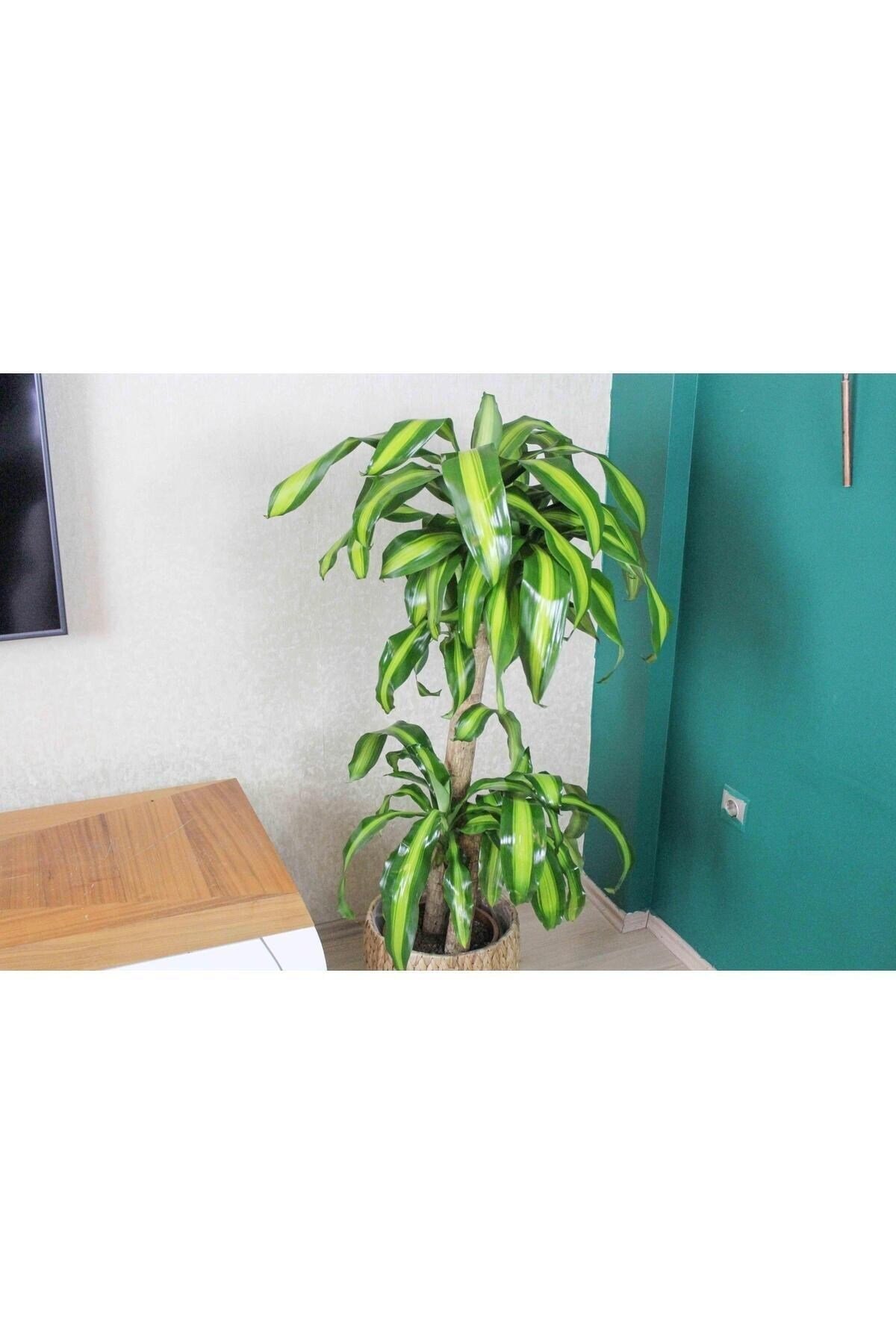 İki Köklü Kalın Gövdeli Massengena (yuka-yucca-yuca) 150 cm