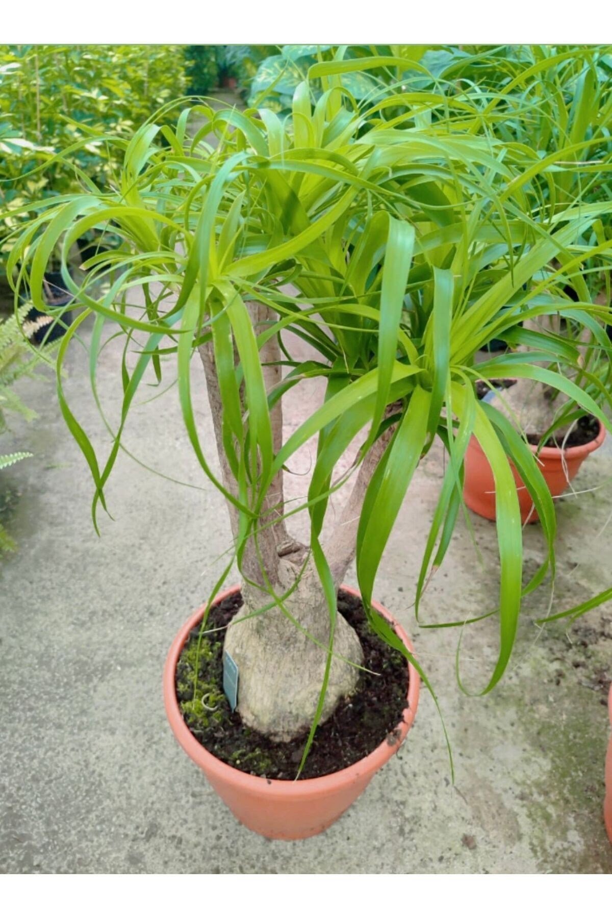 İthal Çatallı Nolina Fil Ayağı Bitkisi çap 41cm