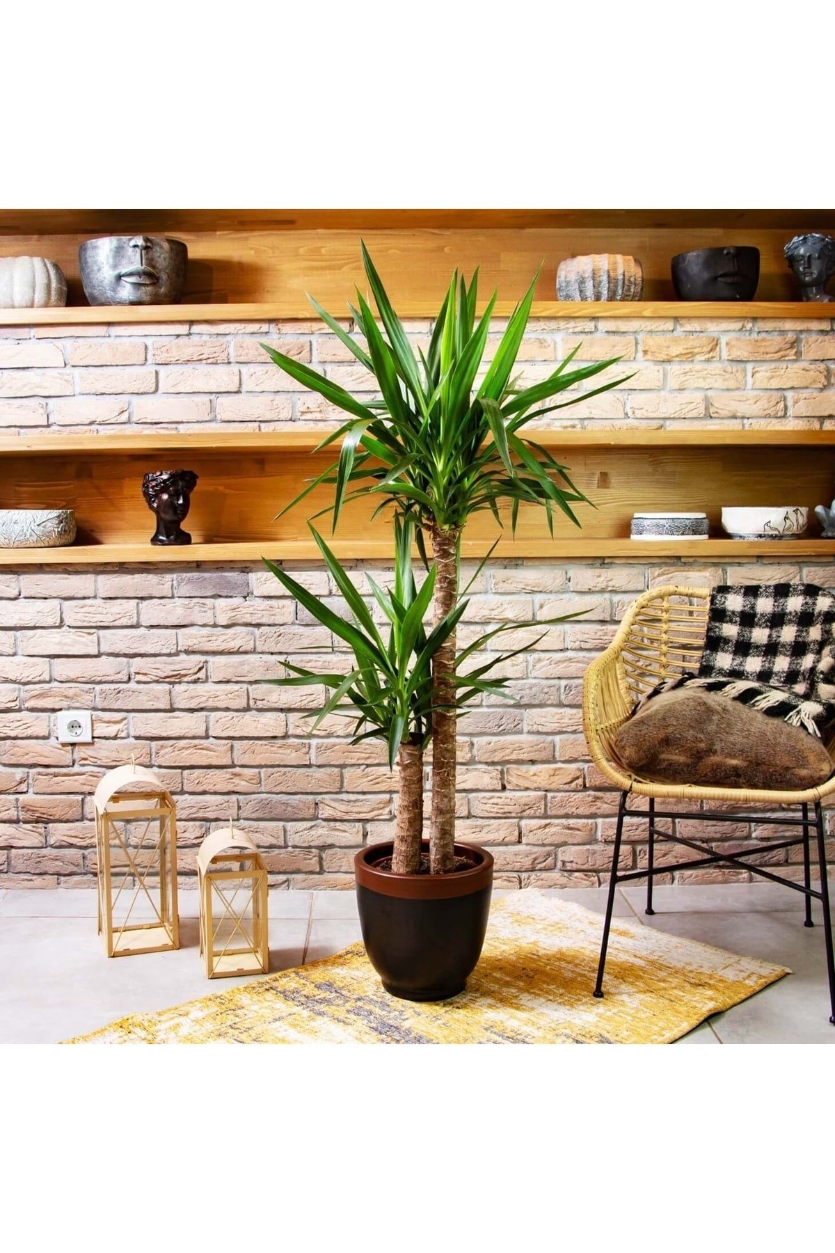 Ithal Yucca Iki Gövdeli / Yuka 130 -150 Cm