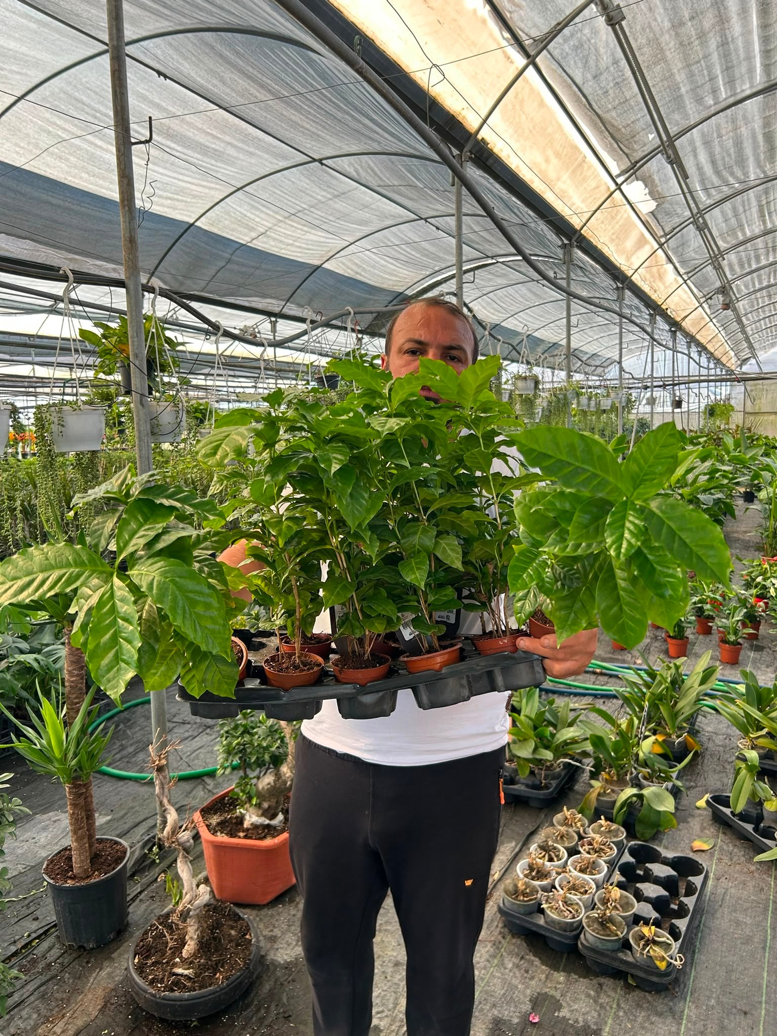 Kahve Ağacı Bitkisi - Coffea Arabica