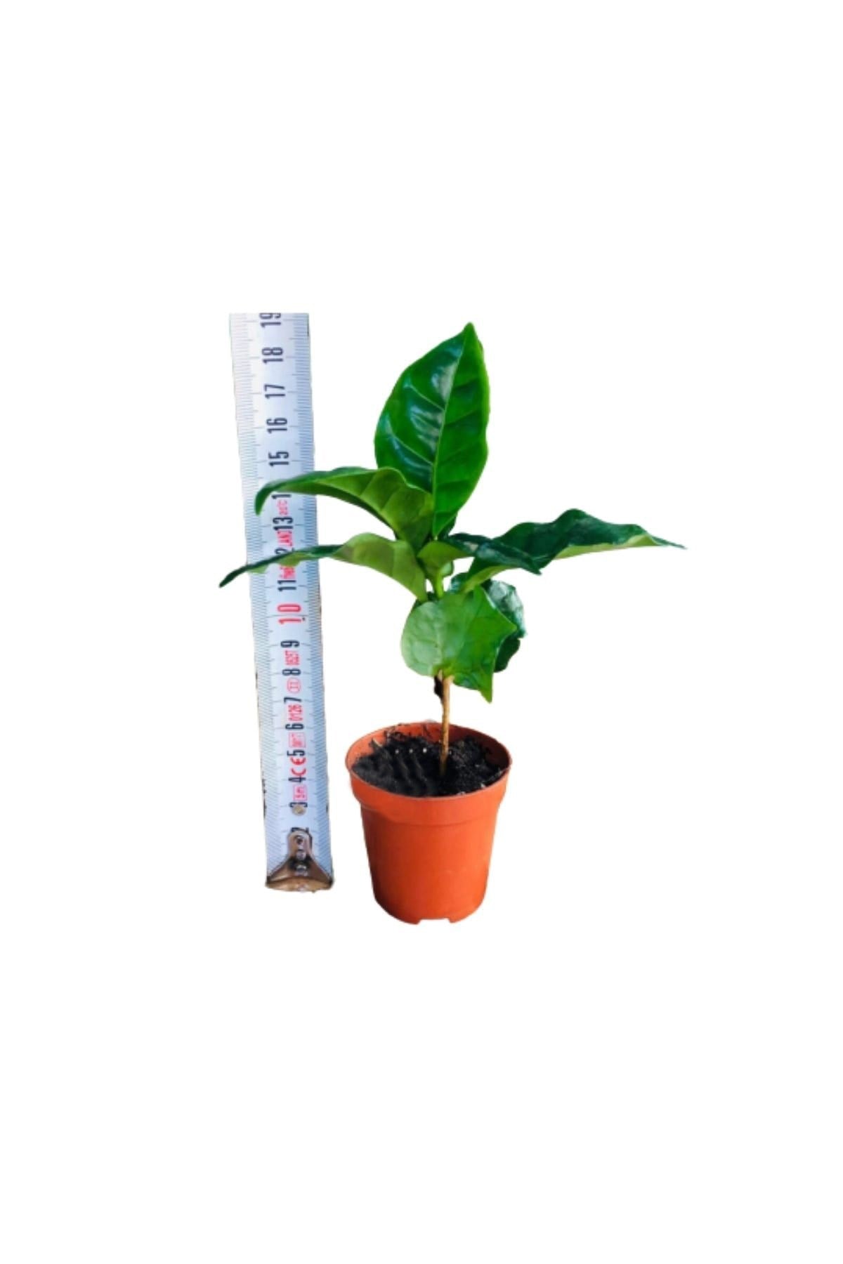 Kahve Fidanı Kahve Fidesi Kahve Ağacı Coffea Arabica 2adet