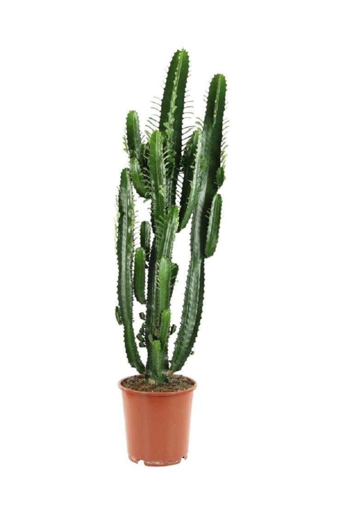 Kaktüs Cactus Euphorbia Ingens 130 140 cm Süt Ağacı Ev Bitkisi Salon Bitkisi Ofis Bitkisi Kaktüs